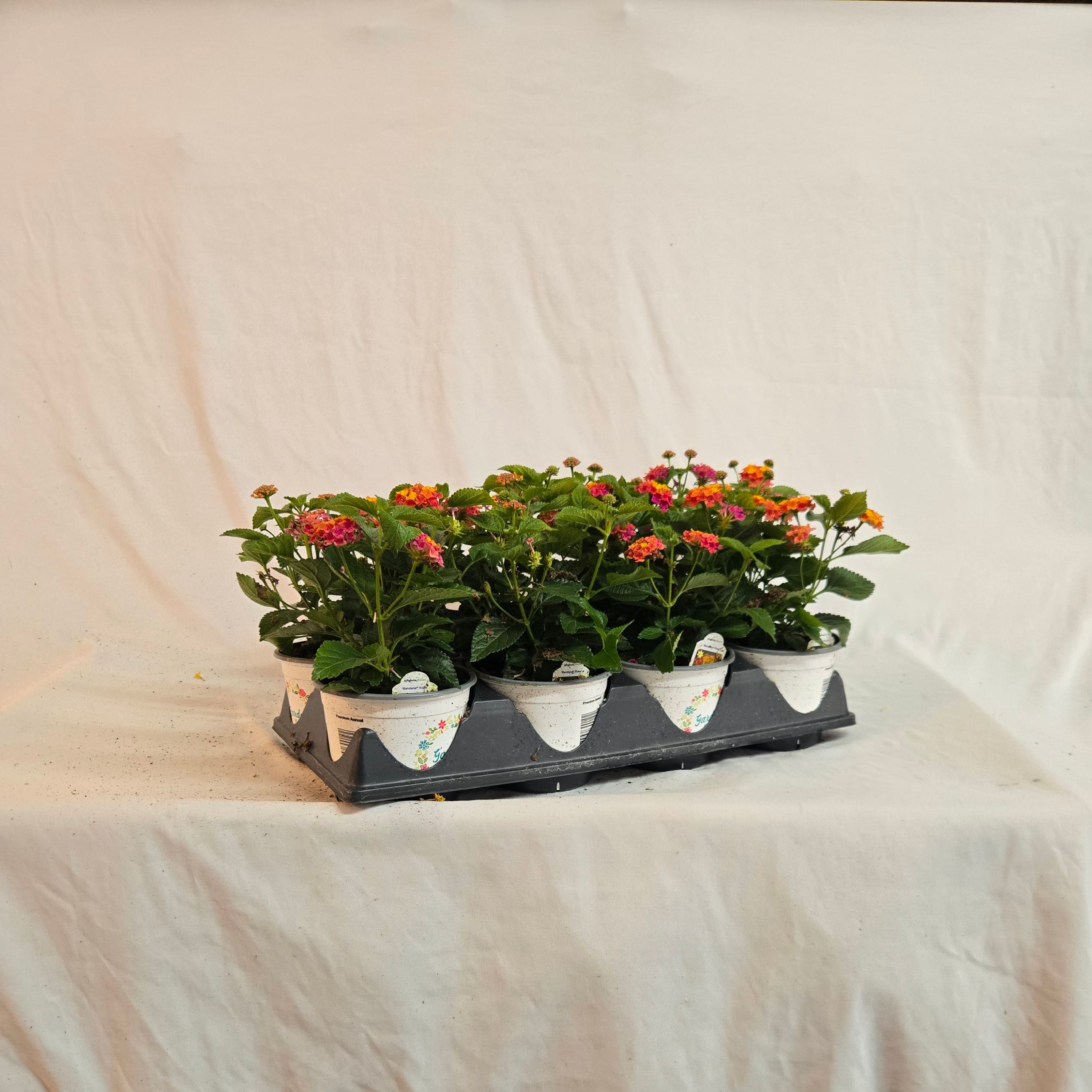 5" Lantana (Half or Full Flat)