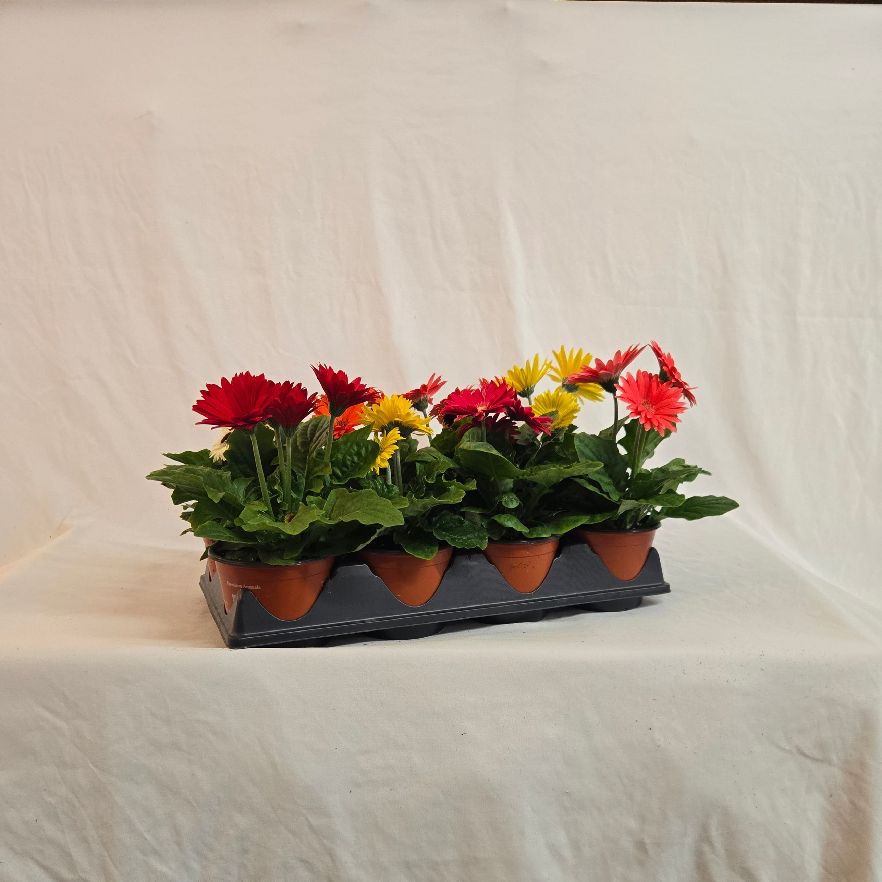 5" Gerbera (Half or Full Flat)