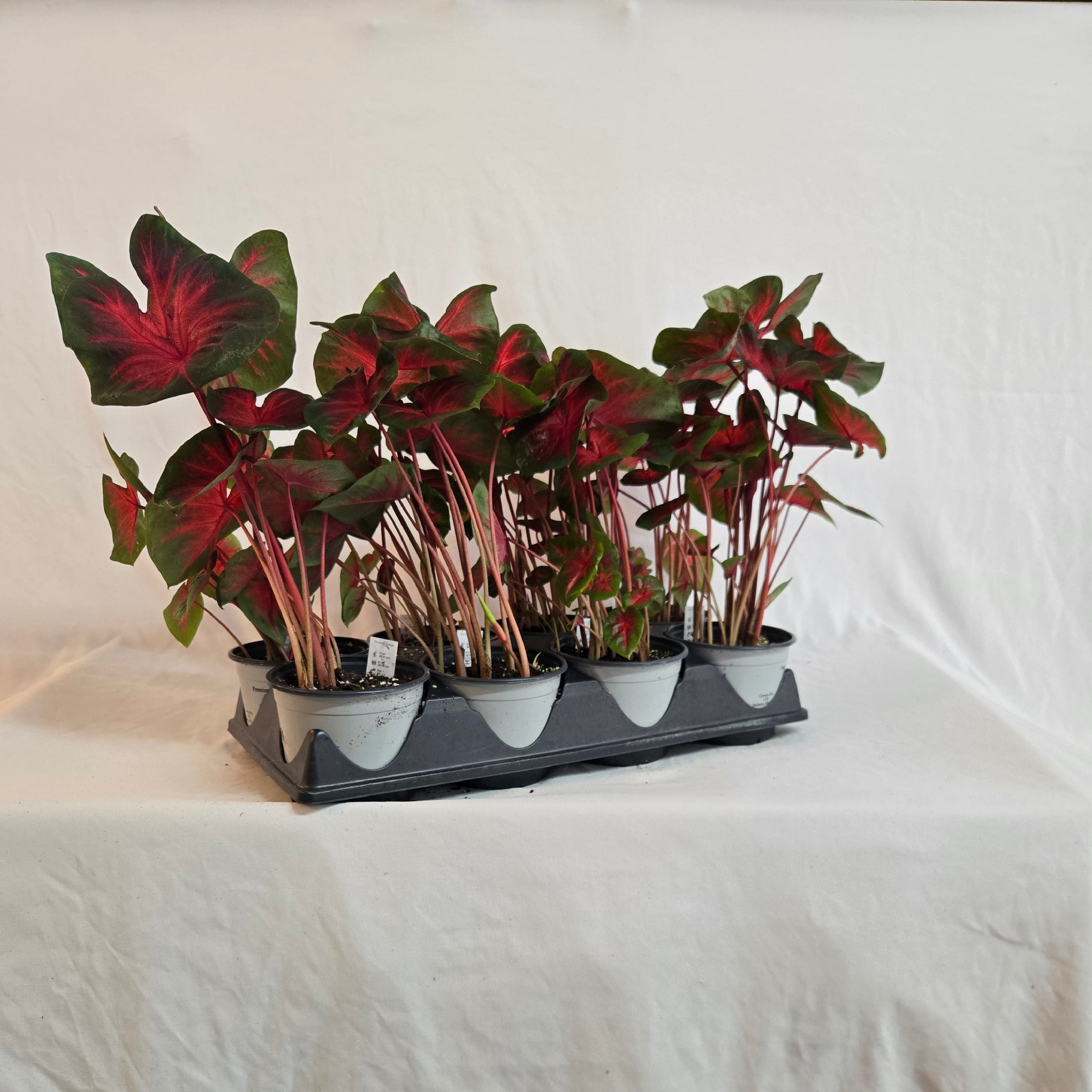 5" Caladium (Half or Full Flat)