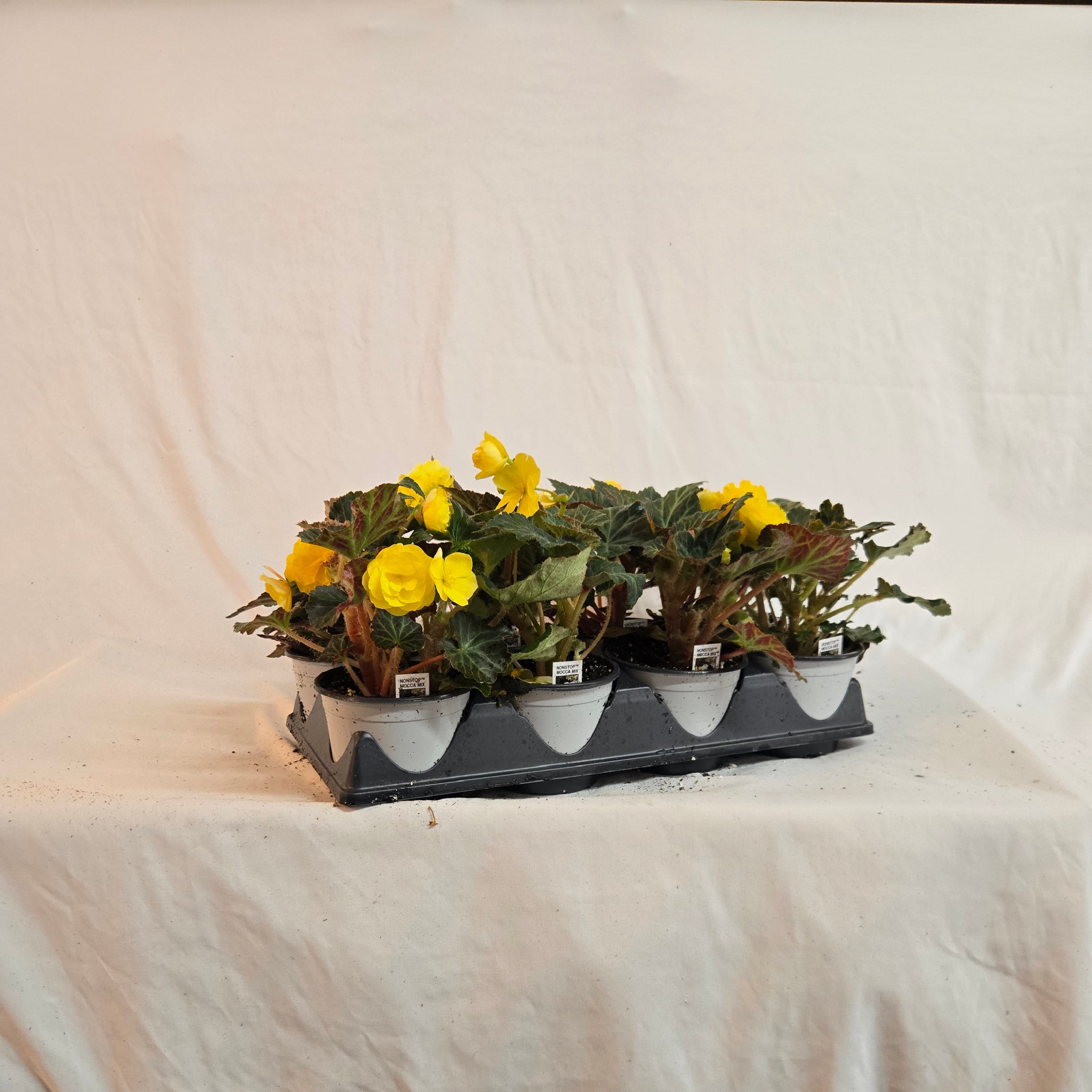 5" Non-Stop Begonia (Half or Full Flat)