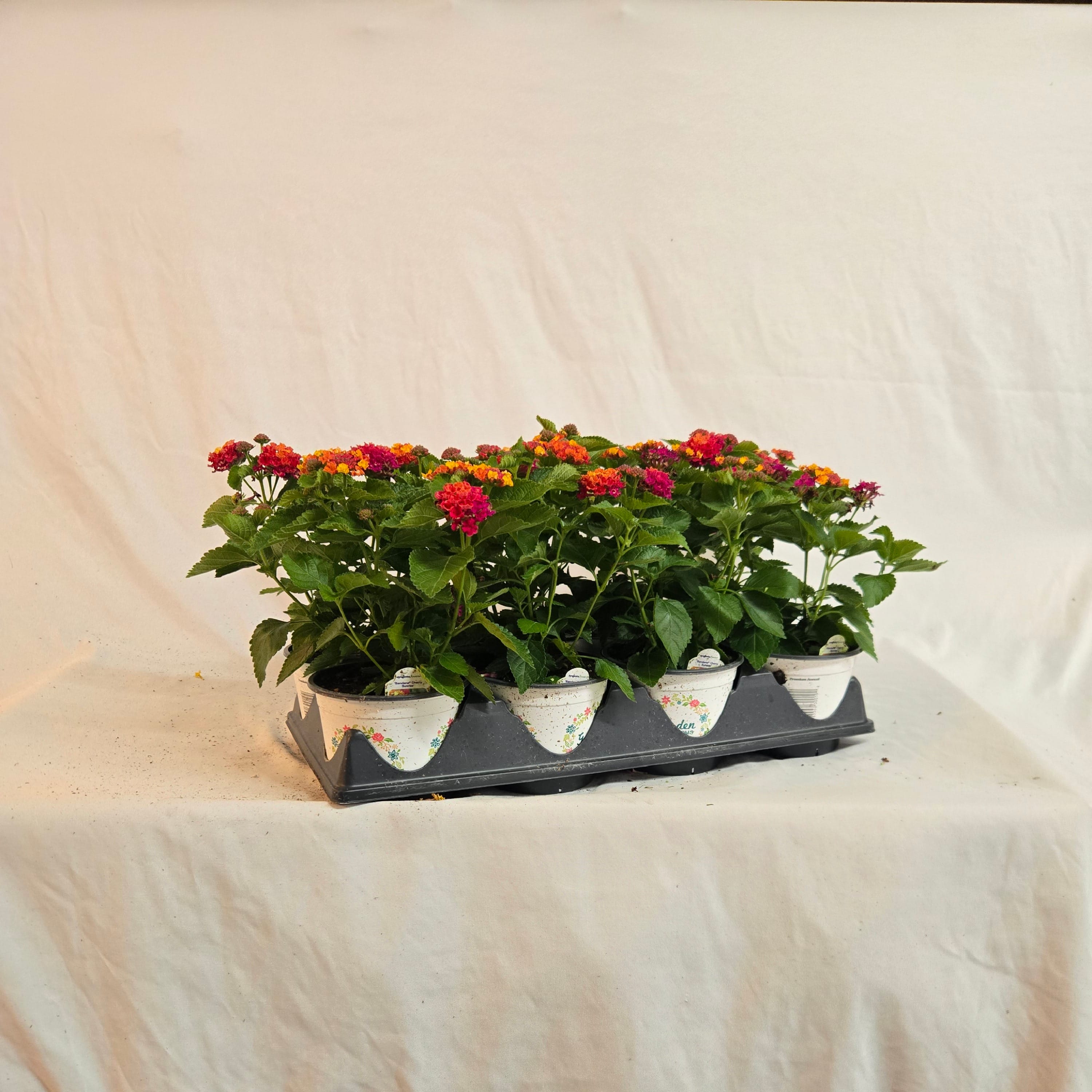 5" Lantana (Half or Full Flat)