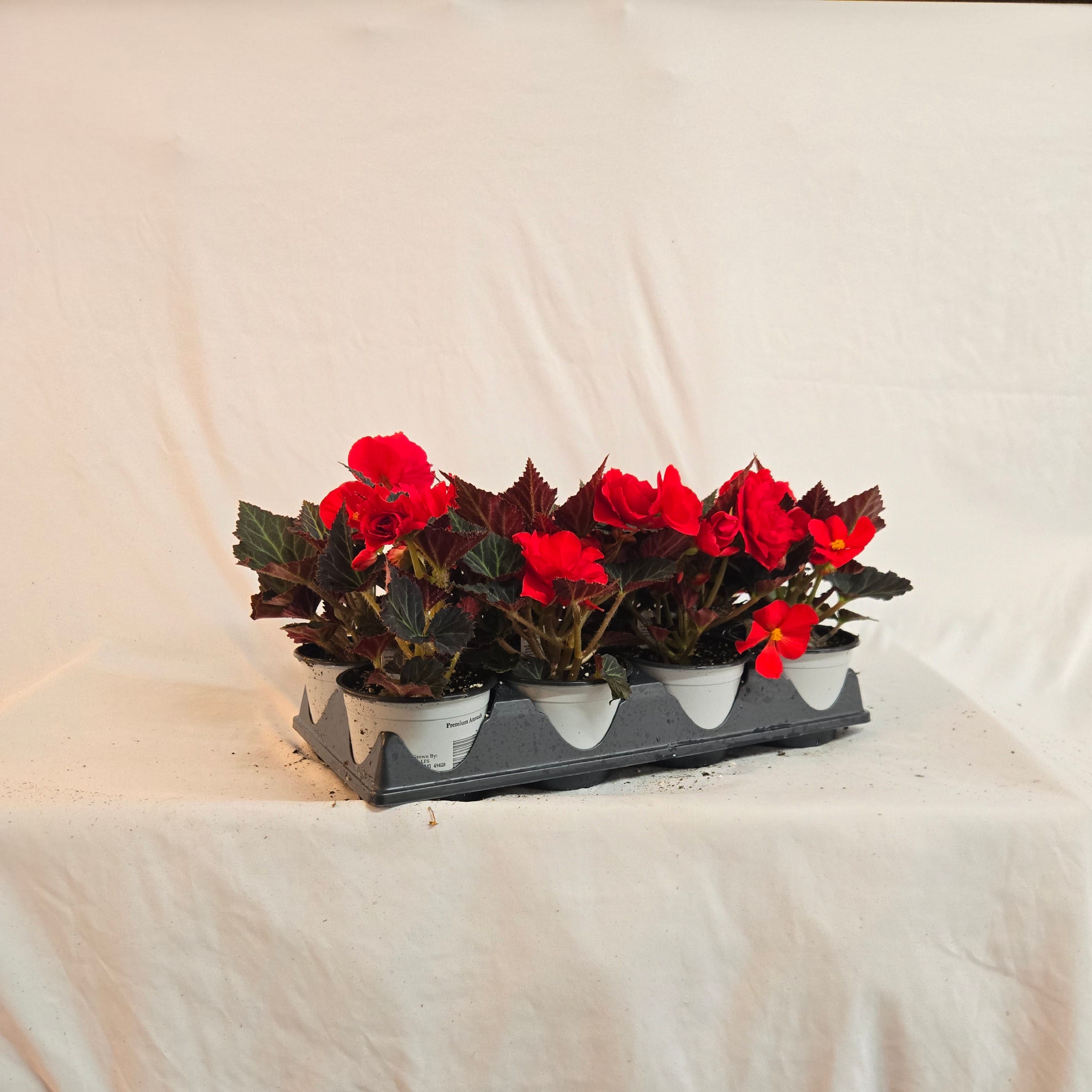 5" Non-Stop Begonia (Half or Full Flat)