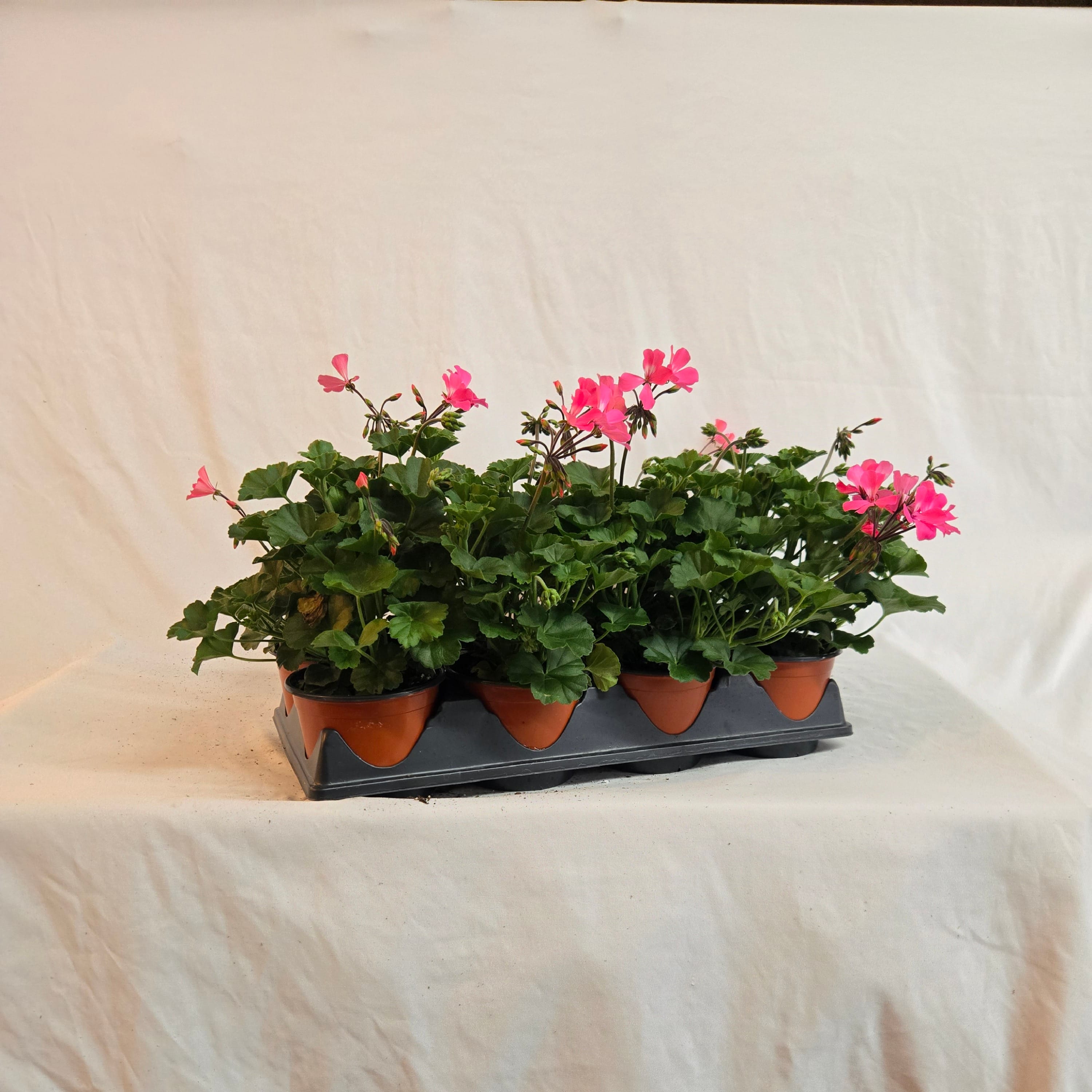 5" Caliente Ivy Geranium (Half or Full Flat)