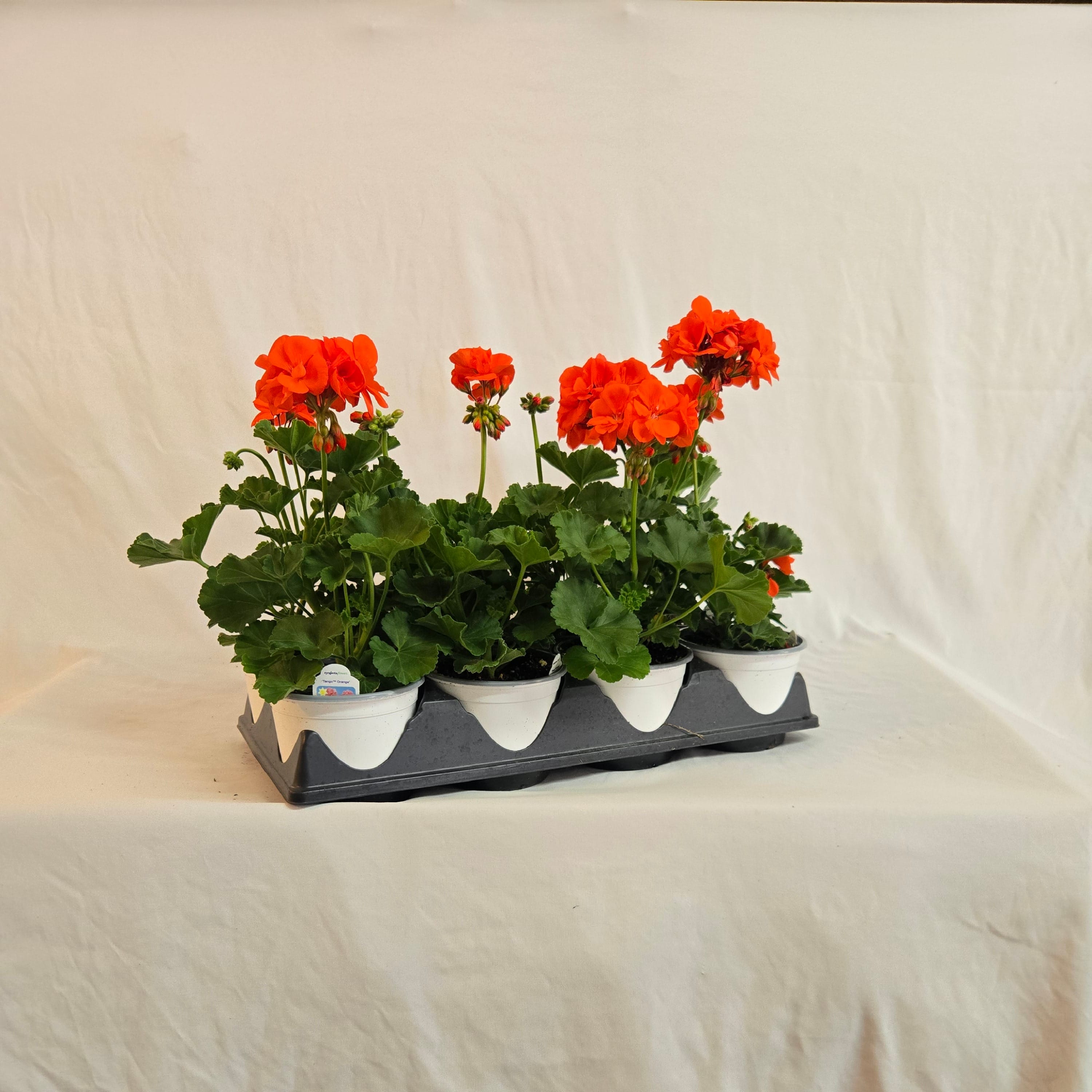 5" Zonal Geranium (Half or Full Flat)