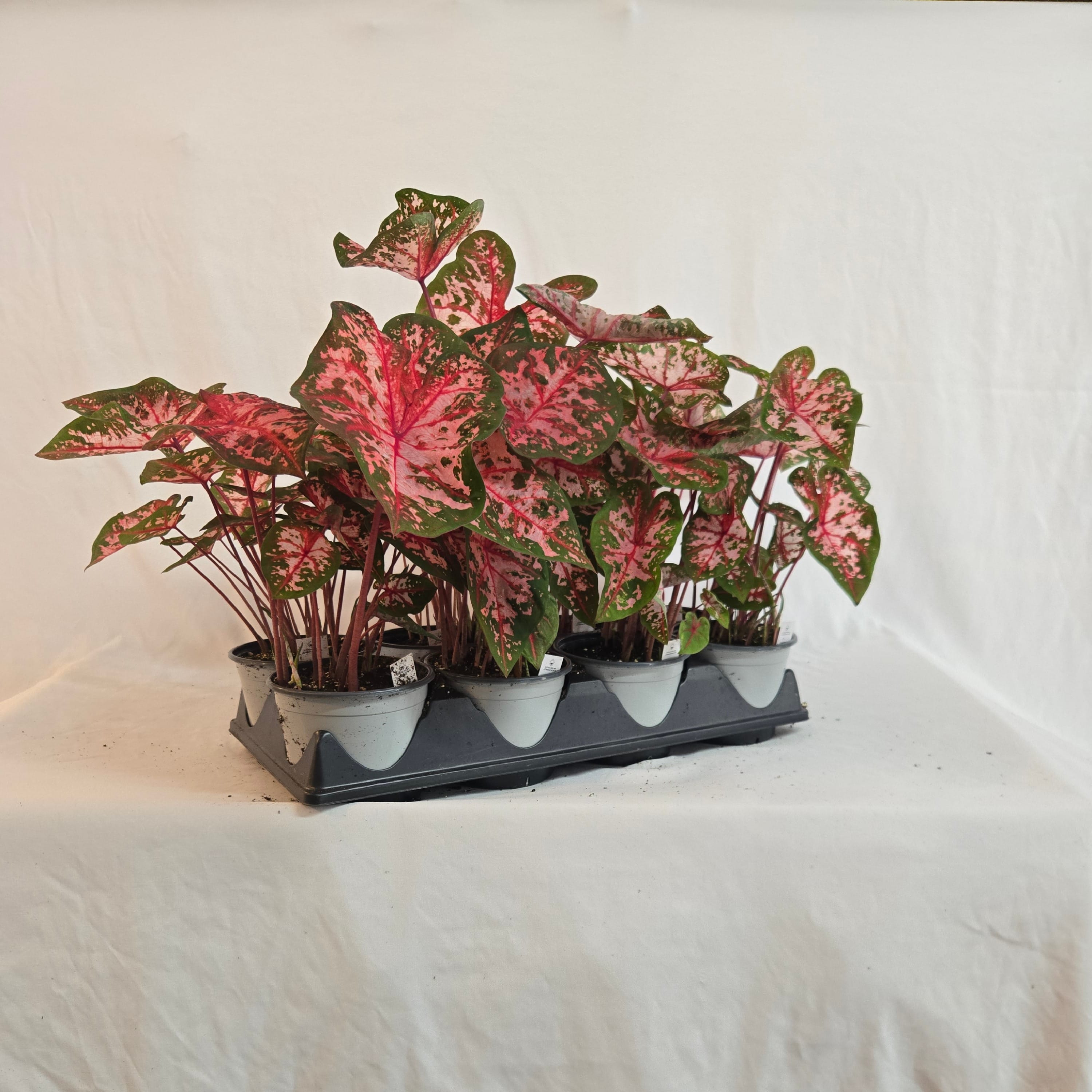 5" Caladium (Half or Full Flat)