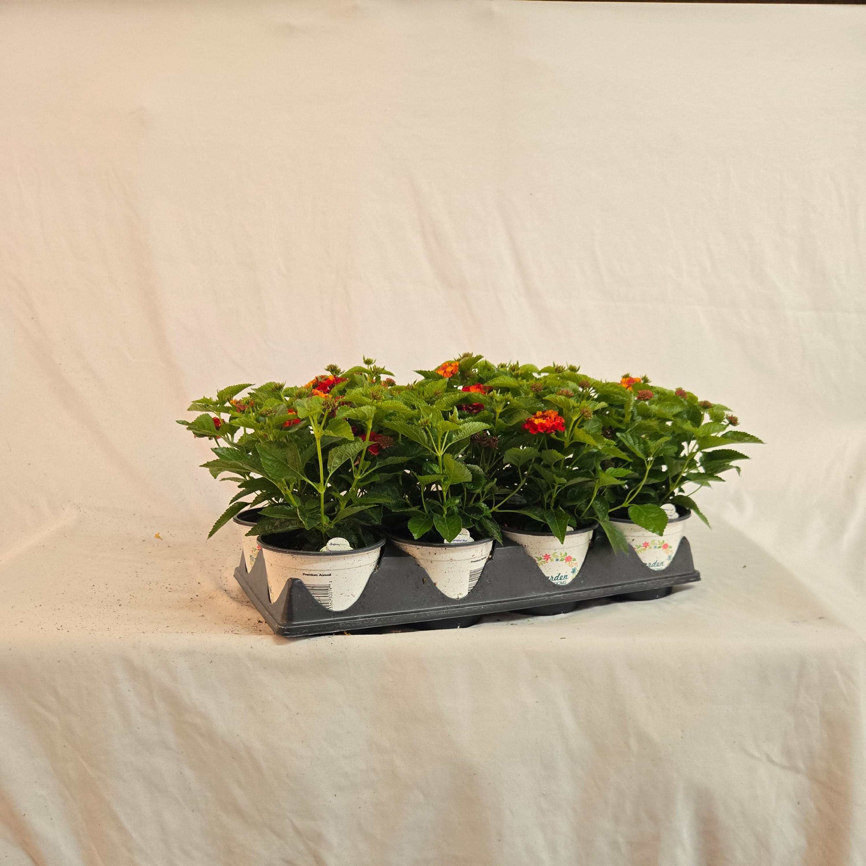 5" Lantana (Half or Full Flat)
