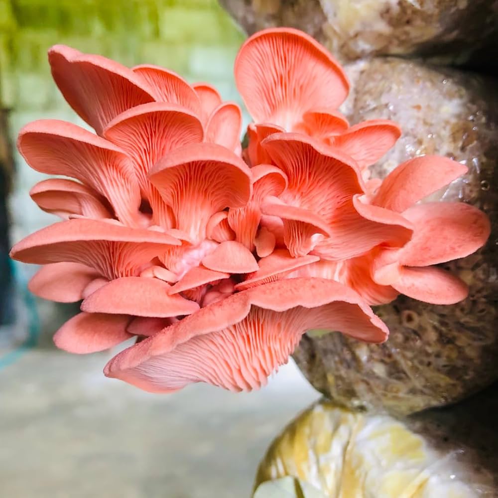 Fresh Pink Oyster Mushrooms – Exotic Gourmet Variety