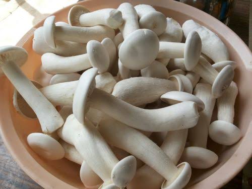 Fresh Milky Mushrooms – Premium Farm Fresh