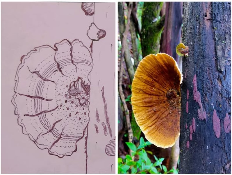 Nature-Inspired Wall Art