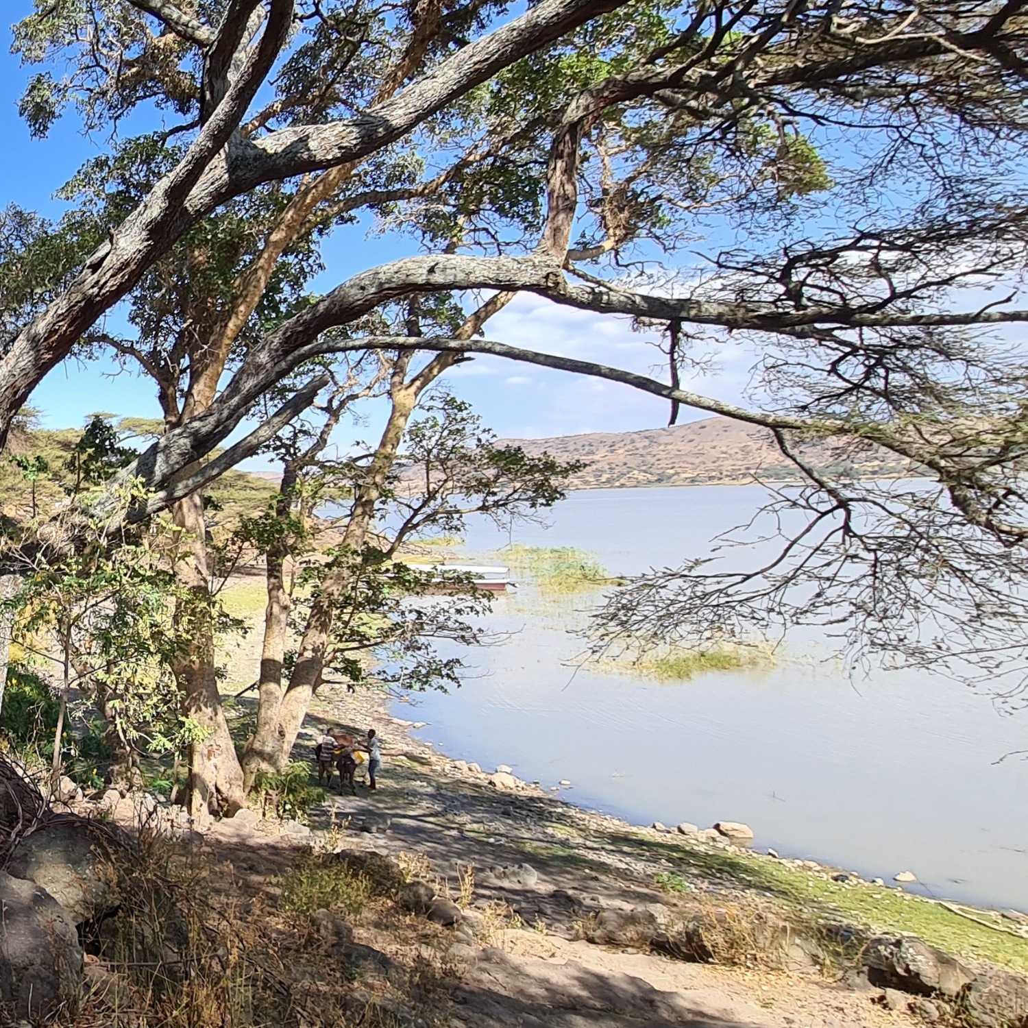 Zeway Island Communities