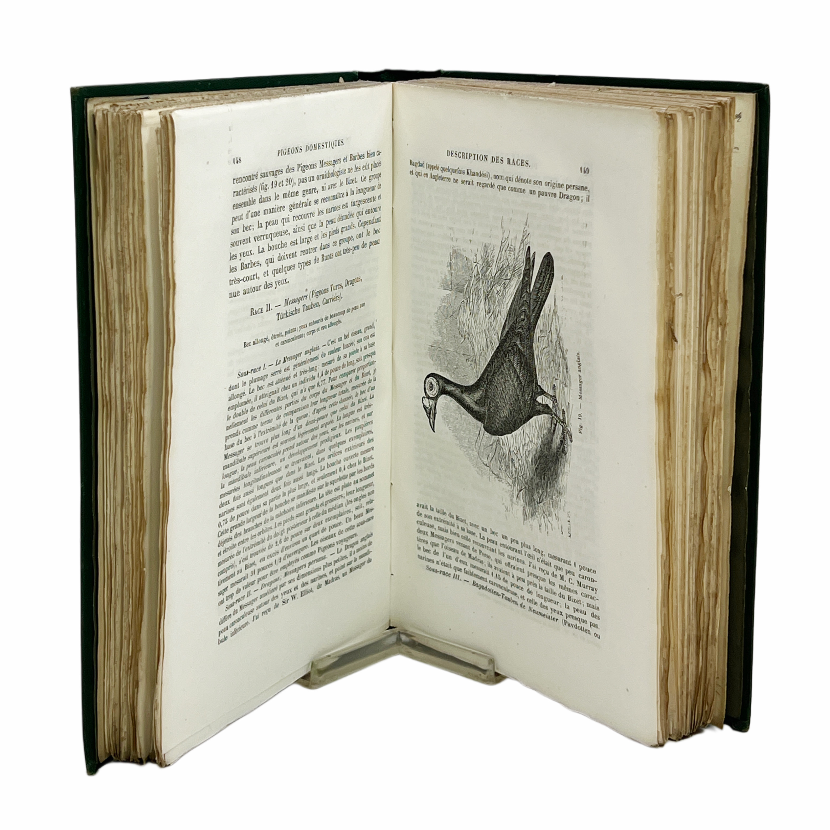 DE LA VARIATION DES ANIMAUX ET DES PLANTES, SOUS L’ACTION DE LA DOMESTICATION