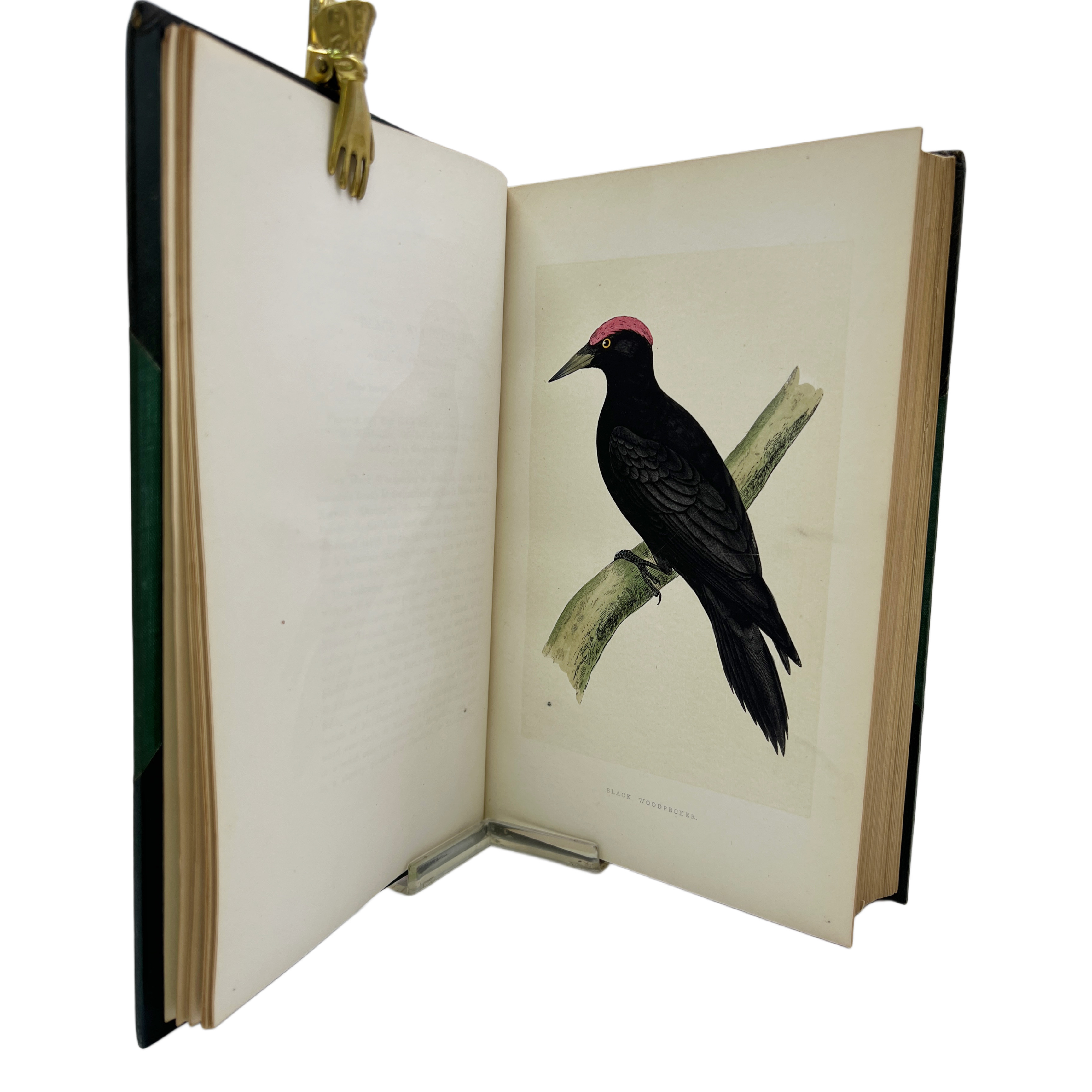A HISTORY OF BRITISH BIRDS BY THE REV. F. O. MORRIS B. A., MEMBER OF THE ASHMOLEAN SOCIETY