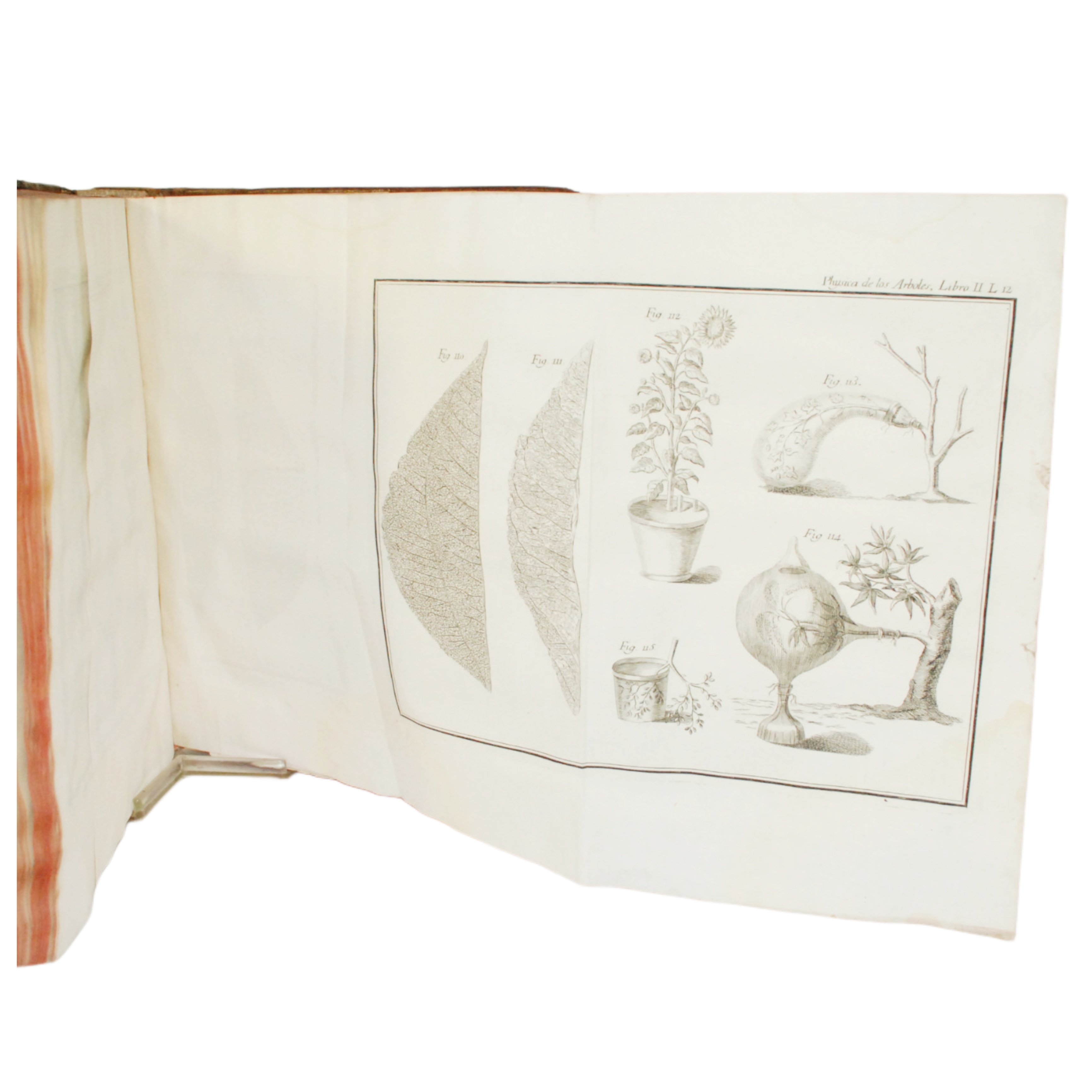 PHYSICA DE LOS ARBOLES, EN LA QUAL SE TRATA DE LA ANATOMIA DE LAS PLANTAS Y DE LA ECONOMIA VEGETAL, Ó SEA INTRODUCCIÓN AL TRATADO GENERAL DE BOSQUES Y MONTES, CON UNA DISERTACIÓN SOBRE LA UTILIDAD DE LOS MÉTODOS BOTÁNICOS....