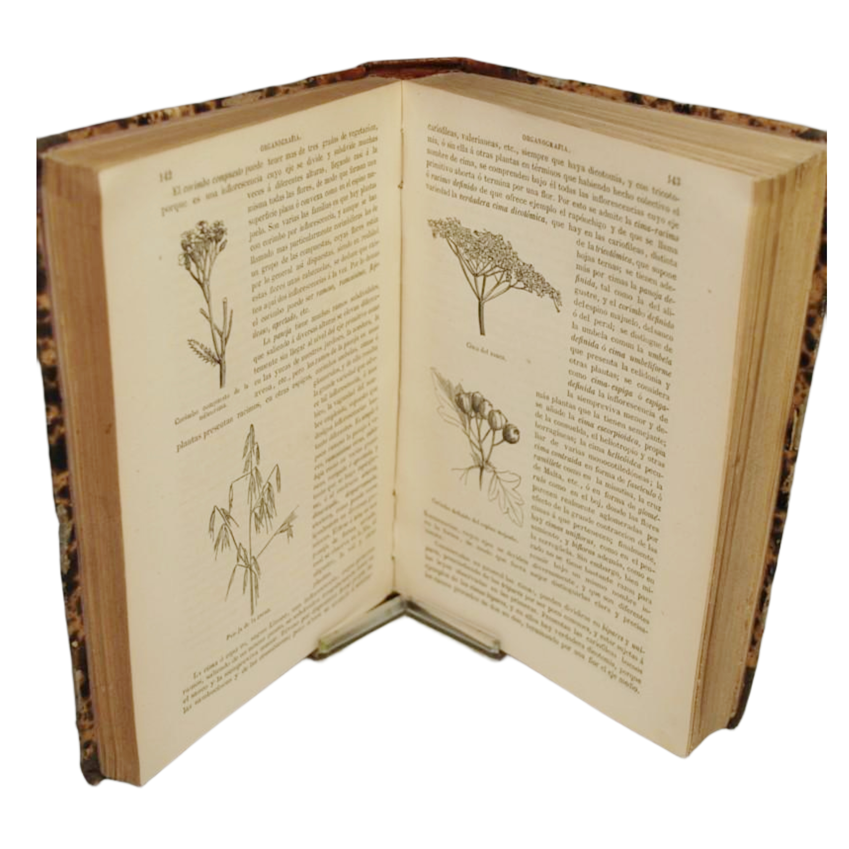 CURSO DE BOTÁNICA Ó ELEMENTOS DE ORGANOGRAFÍA, FISIOLOGÍA, METODOLOGÍA Y GEOGRAFÍA DE LAS PLANTAS CON LA CLASIFICACIÓN Y CARACTERES DE SUS FAMILIAS POR EL DOCTOR DON MIGUEL COLMÉIRO