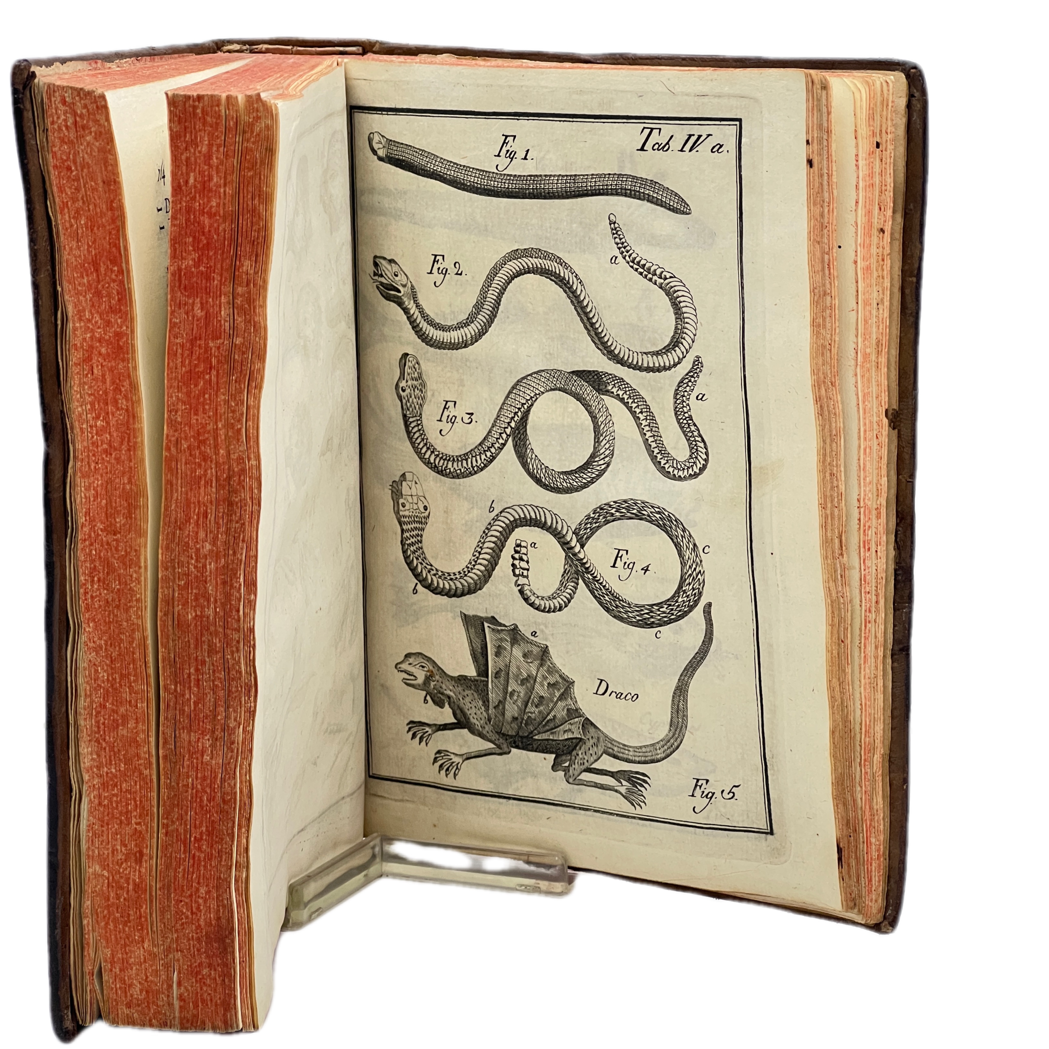 DICCIONARIO DOS TERMOS TECHNICOS DE HISTORIA NATURAL EXTRAHIDOS DAS OBRAS DE LINNEO, COM A SUA EXPLICAÇAO E ESTAMPAS ABERTAS EM COBRE ... ENCUADERNADO JUNTO CON, FLORAE LUSITANICAE ET BRASILENSIS SPECIMEN...