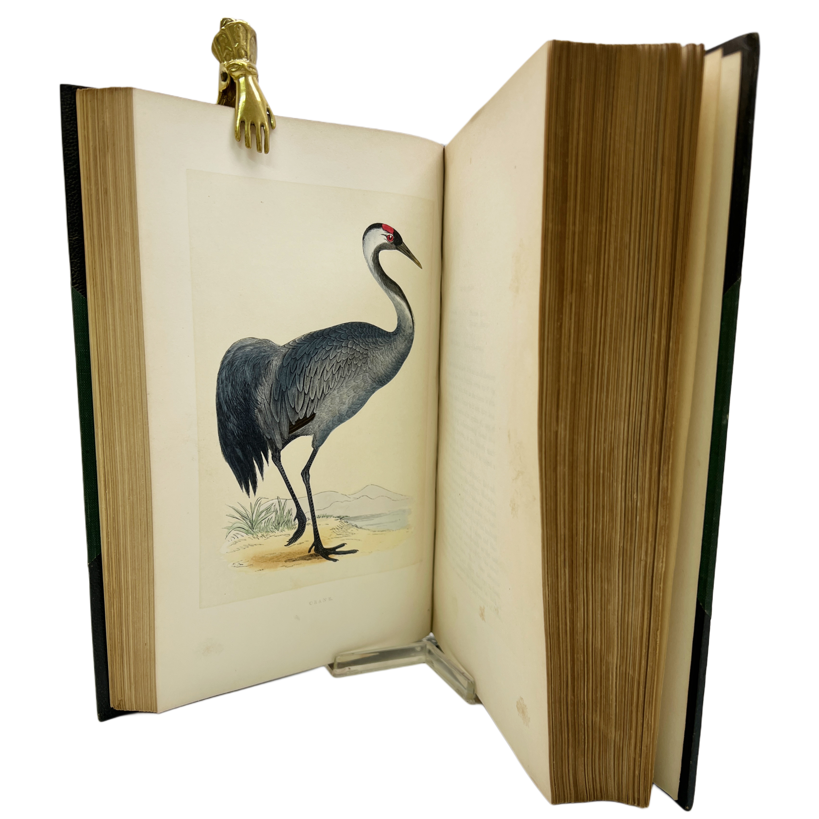 A HISTORY OF BRITISH BIRDS BY THE REV. F. O. MORRIS B. A., MEMBER OF THE ASHMOLEAN SOCIETY