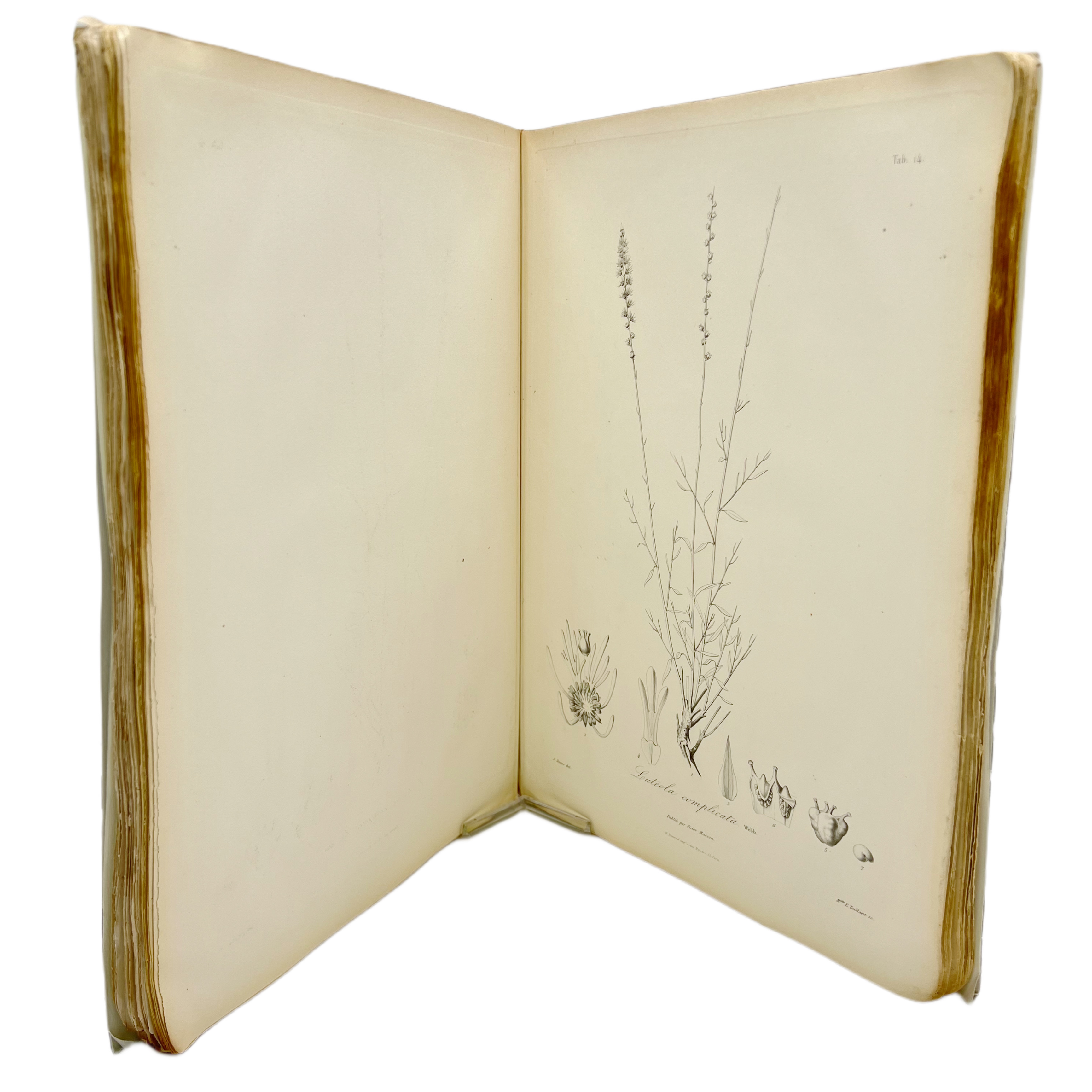 OTIA HISPANICA SEU DELECTUS PLANTARUM RARIORUM AUT NONDUM RITE NOTARUM PER HISPANIAS SPONTE NASCENTIUM, AUCTORE PHILIPPO BARKER WEBB