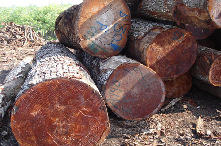 Mahogany (Khaya spp. / Swietenia spp.)