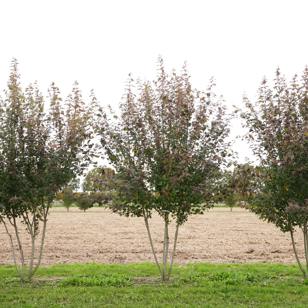 KLEVAS DAUGIAKAMIENIS