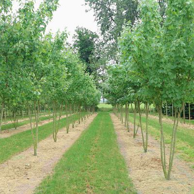 KLEVAS DAUGIAKAMIENIS