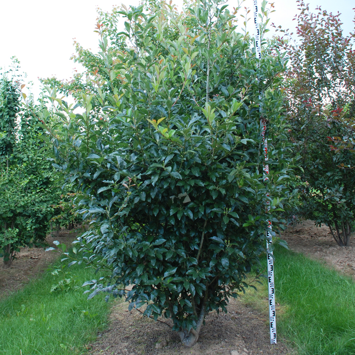 GUDOBELĖ DAUGIAKAMIENĖ