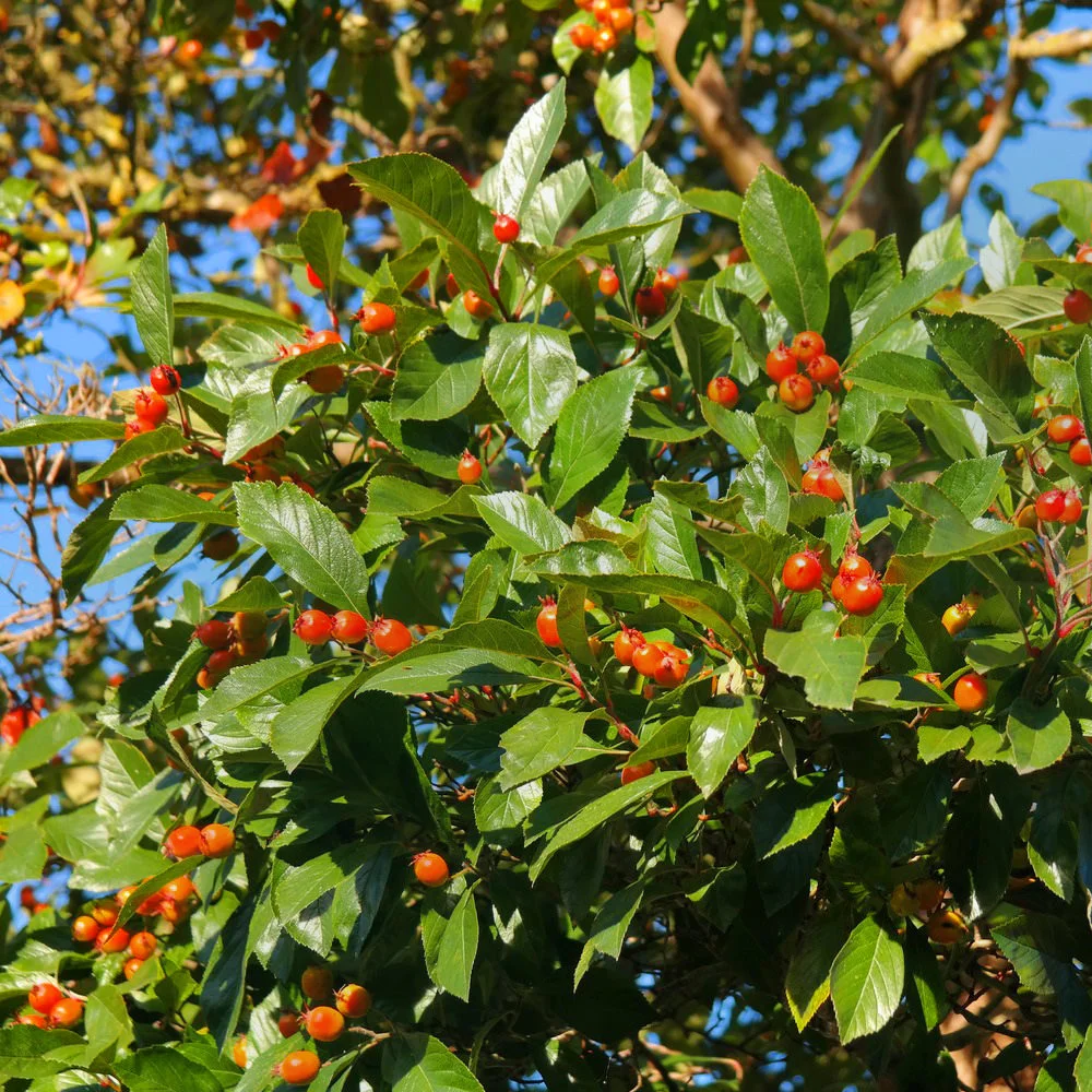 GUDOBELĖ DAUGIAKAMIENĖ