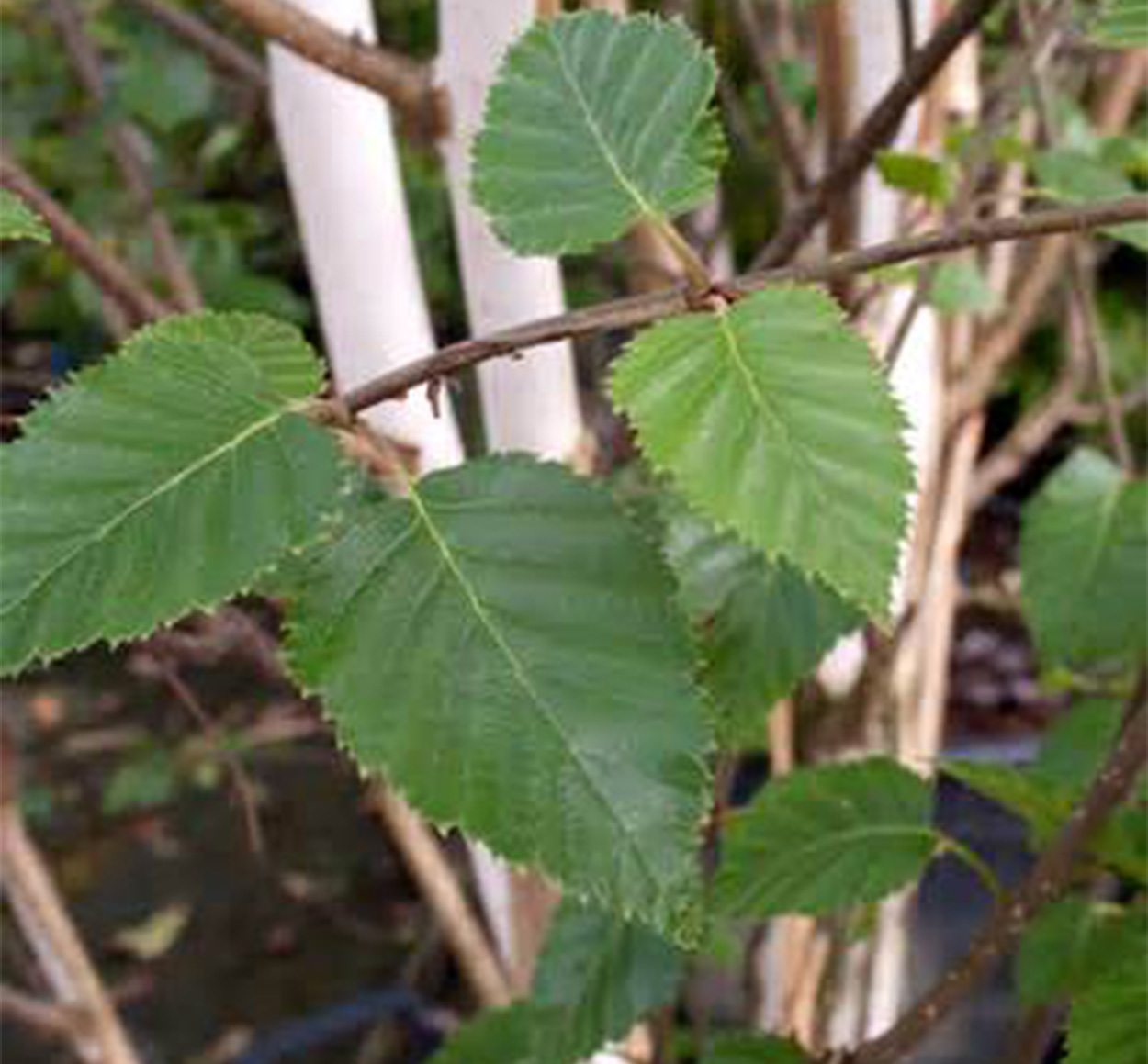 BERŽAS HIMALAJINIS DAUGIAKAMIENIS