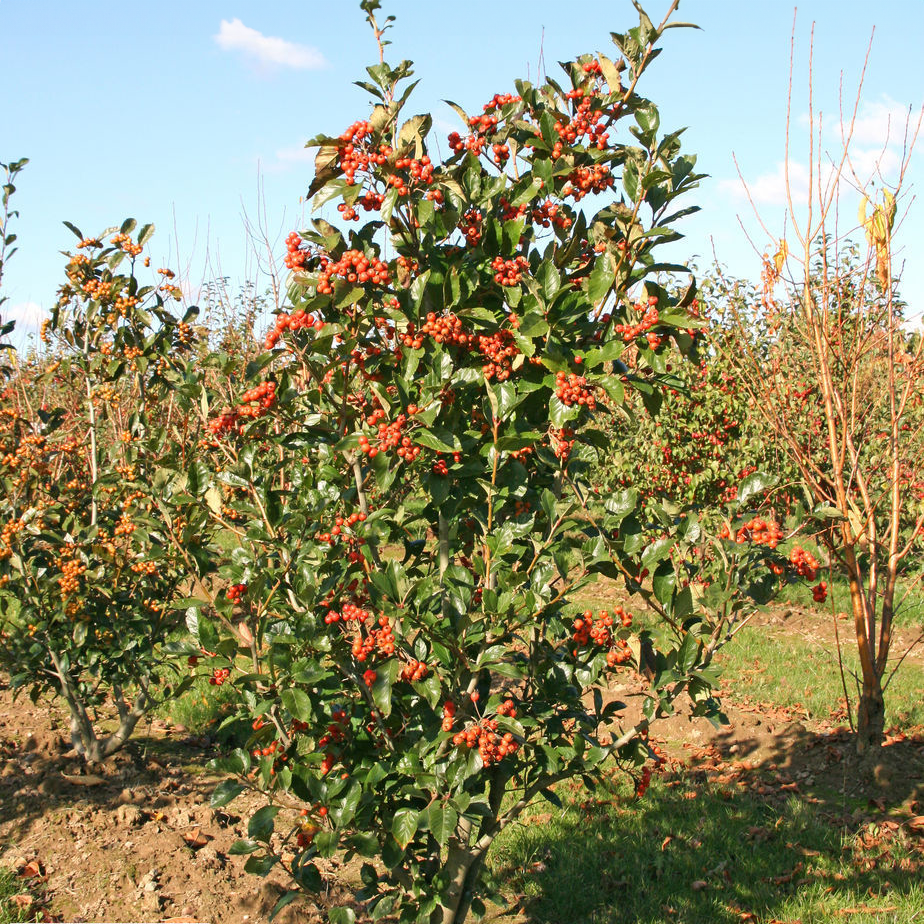 GUDOBELĖ DAUGIAKAMIENĖ
