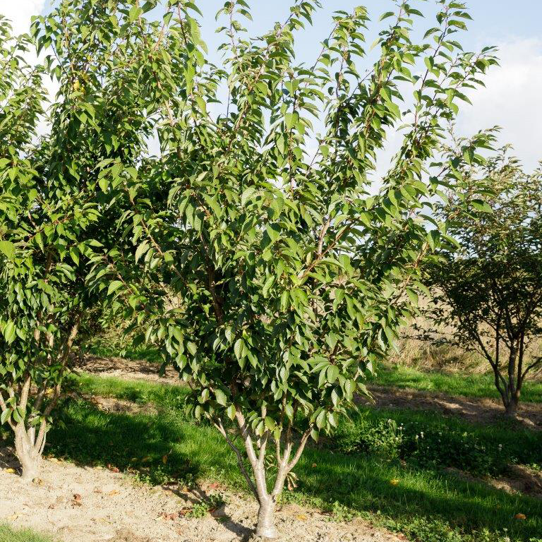 VYŠNIA DAUGIAKAMIENĖ