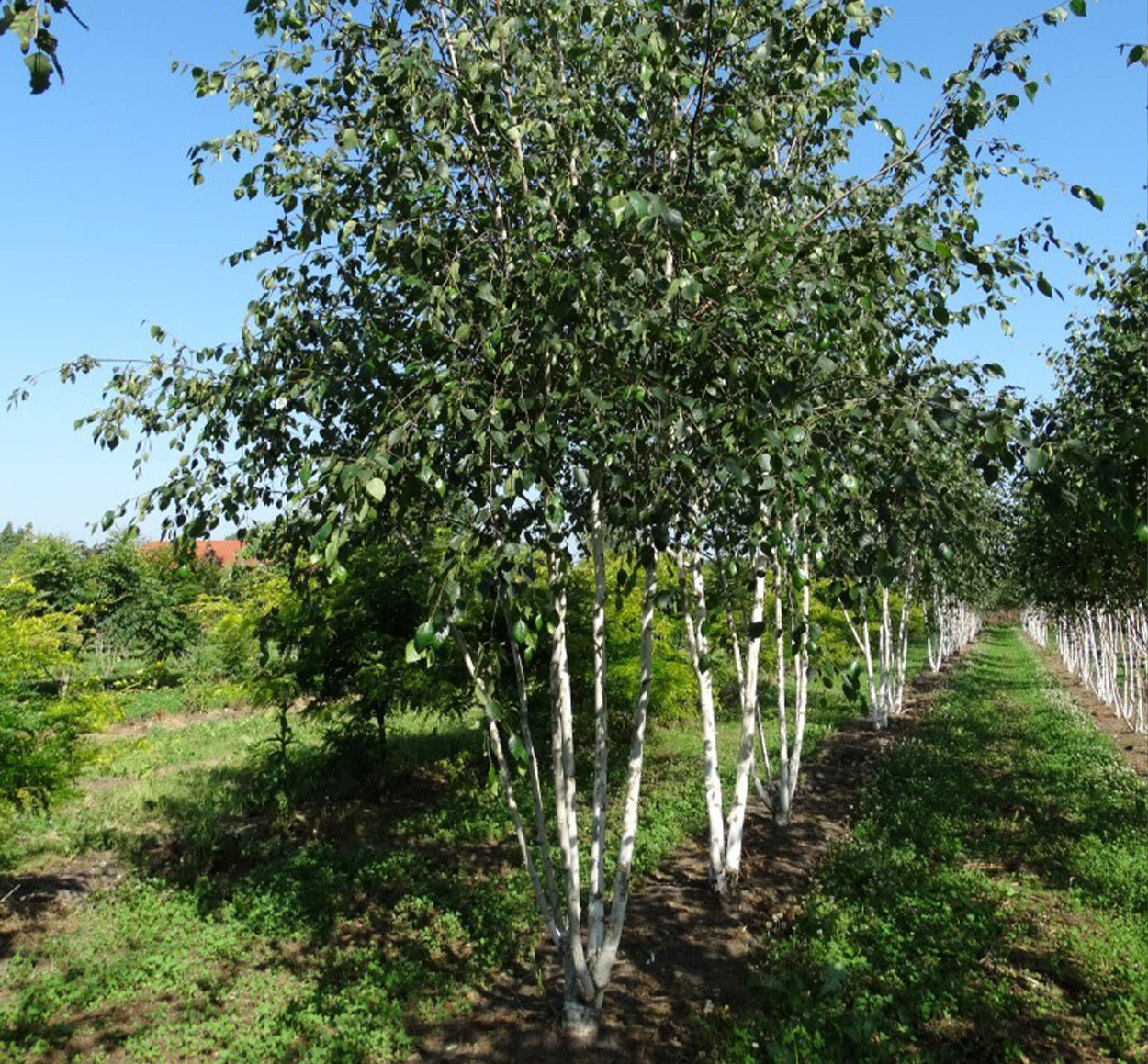 BERŽAS HIMALAJINIS DAUGIAKAMIENIS