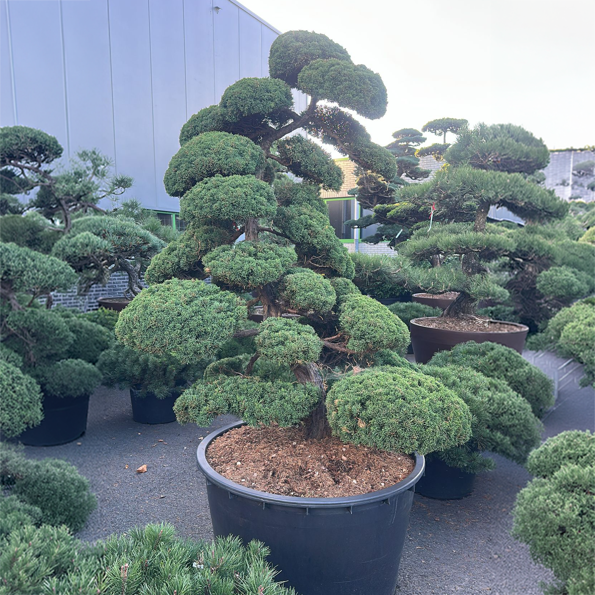 BONSAI medis