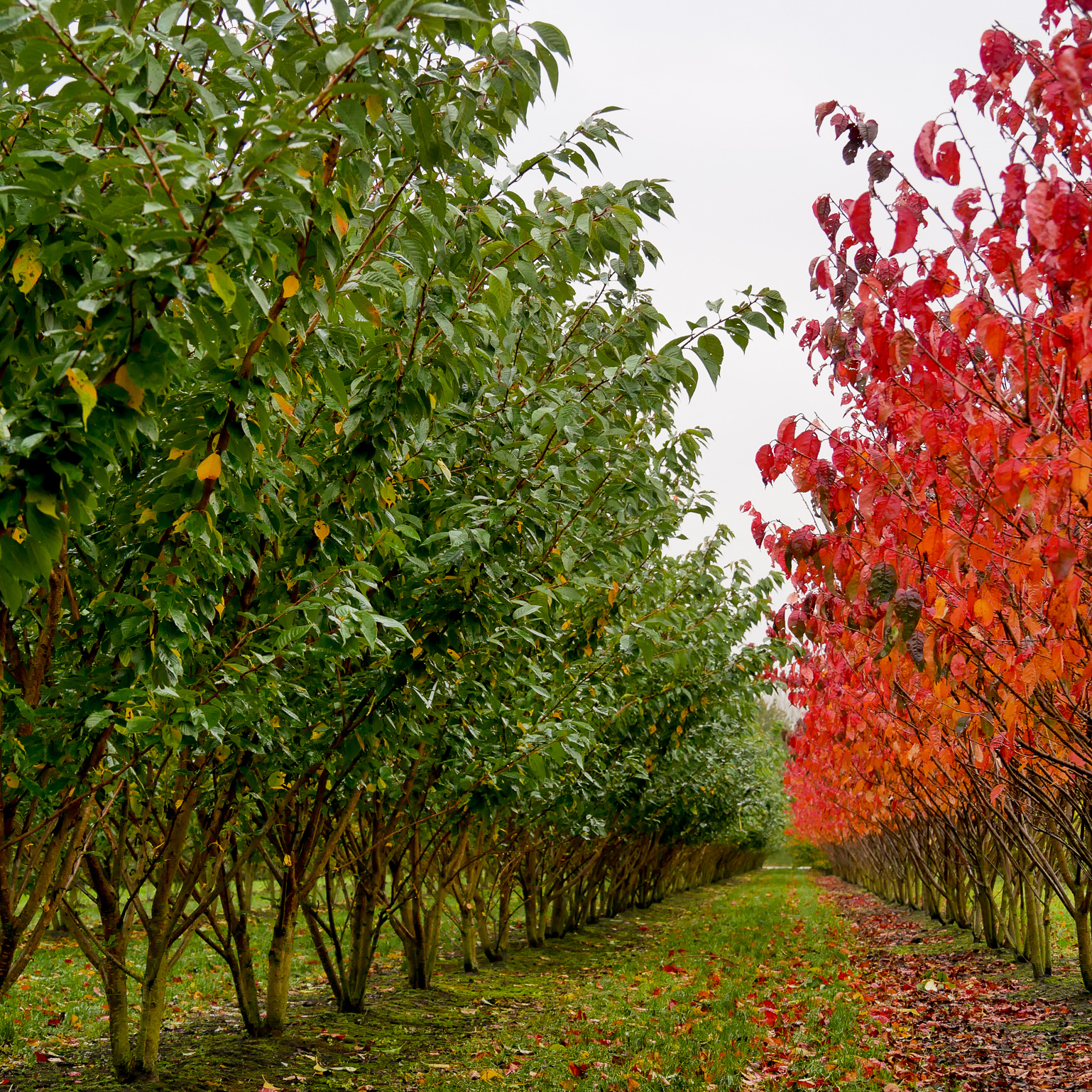 VYŠNIA DAUGIAKAMIENĖ