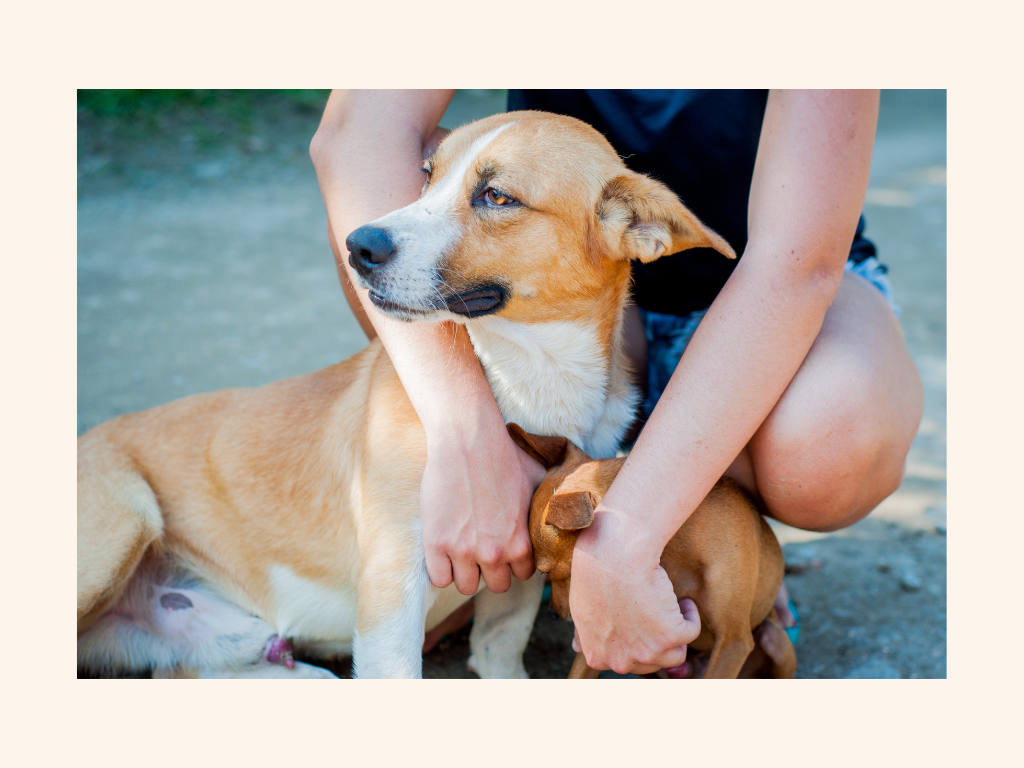 Biomedizinische Tiertherapie 
