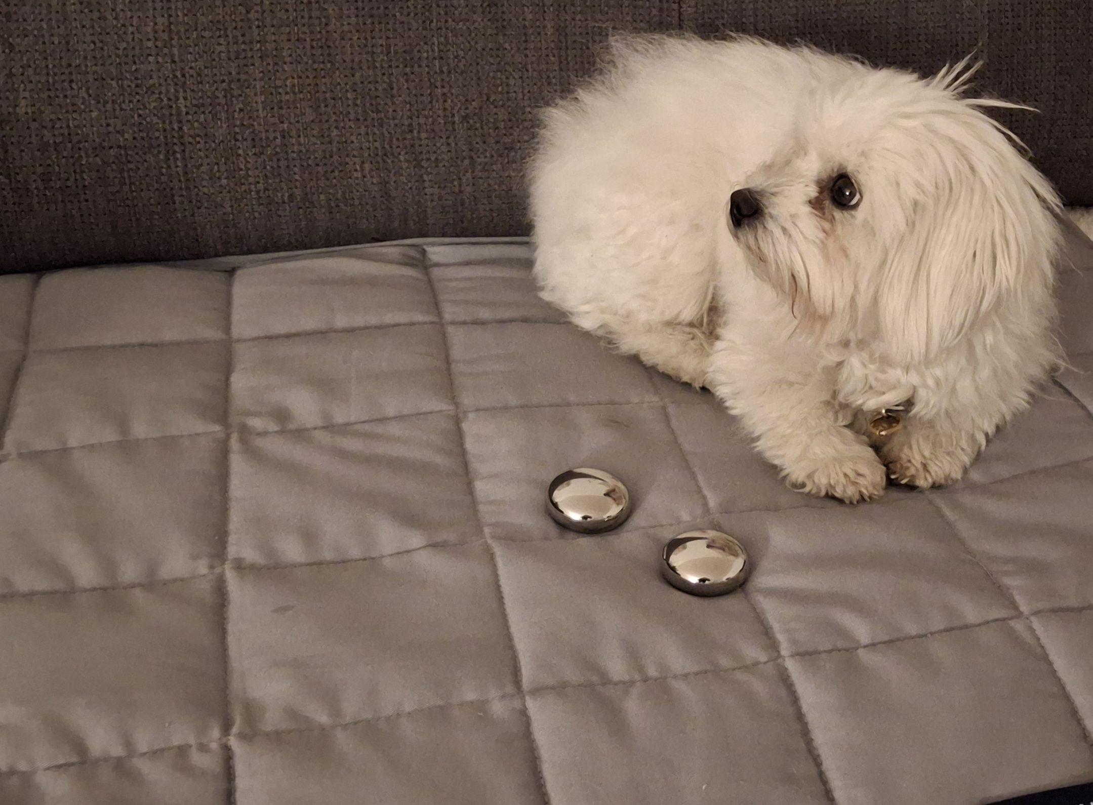 Quantum Magnet Massage -Mensch & Tier