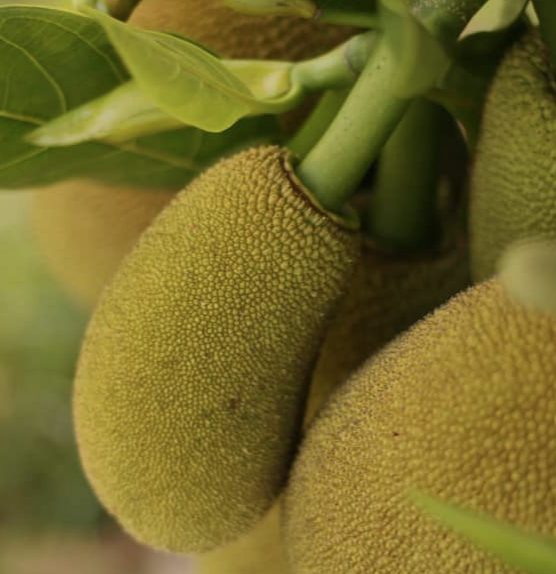 JACK FRUIT