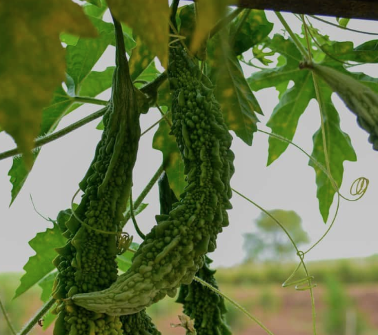 BITTER GOURD