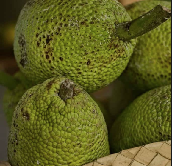 BREAD FRUIT