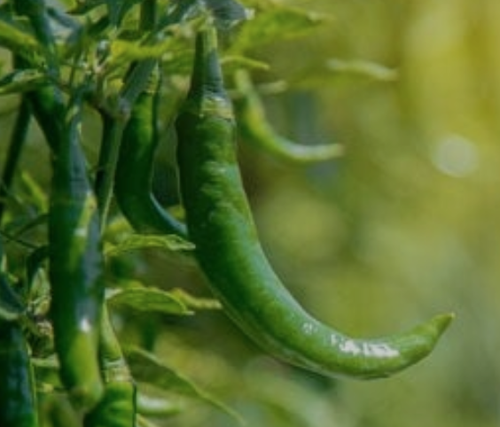 GREEN CHILI