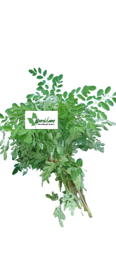 Fresh Moringa Leaves
