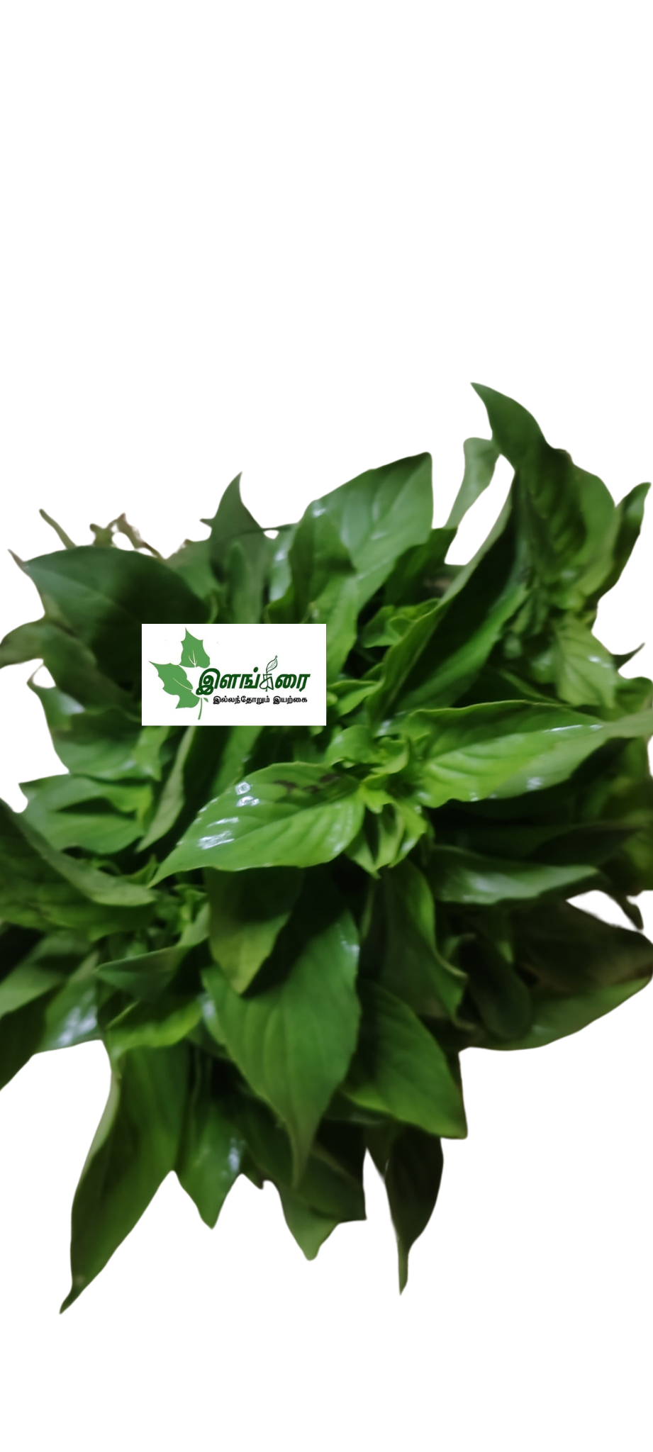 Basil Leaves
