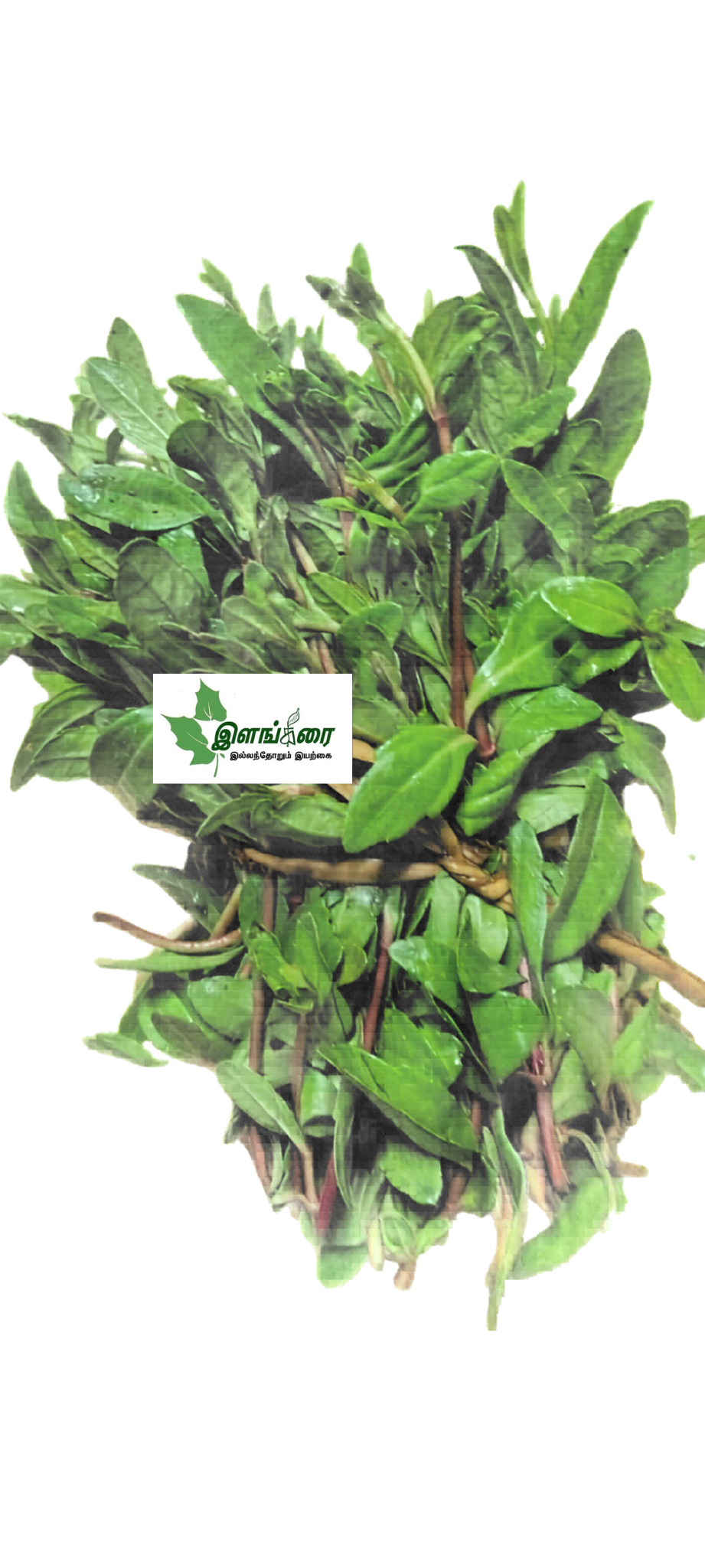 Manjal karisalanganni