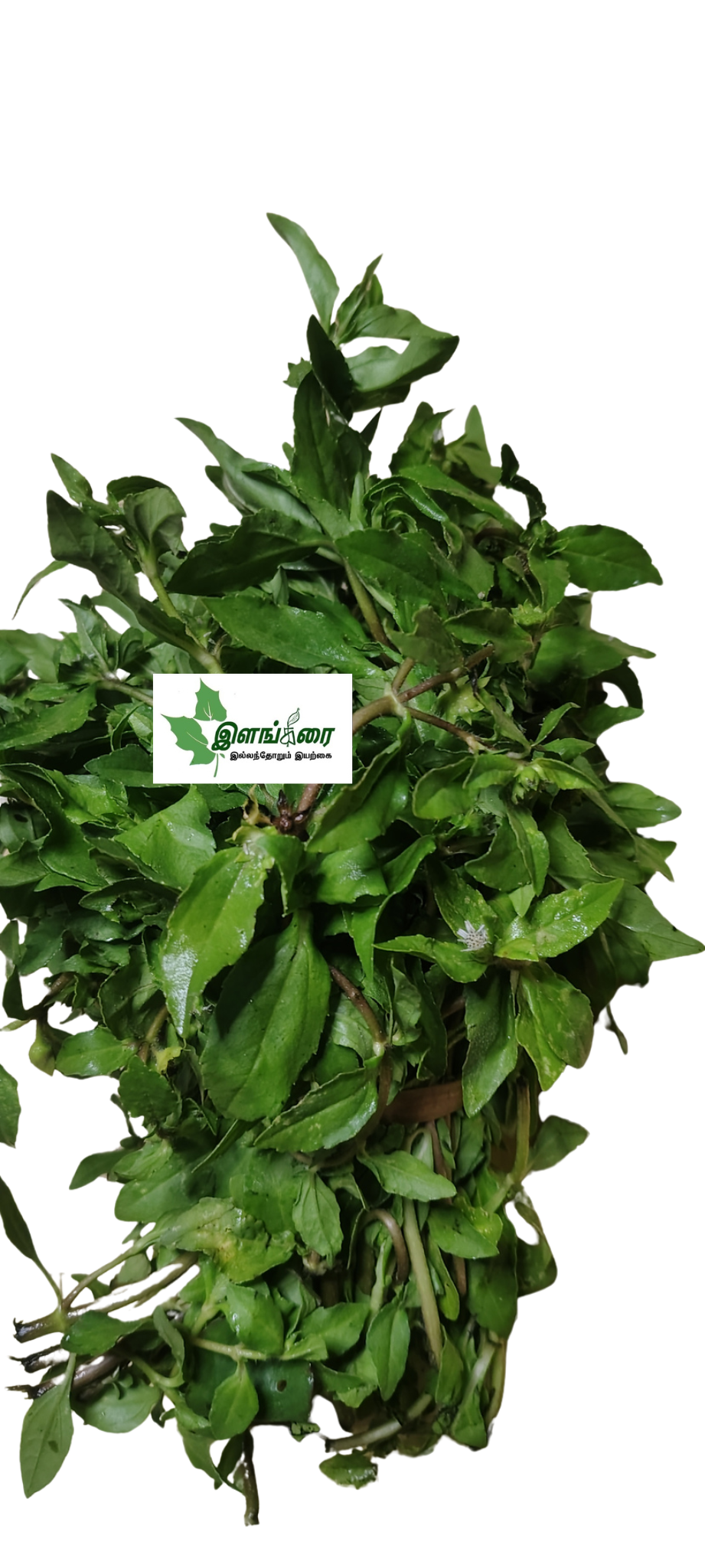 Vellai karisalaganni