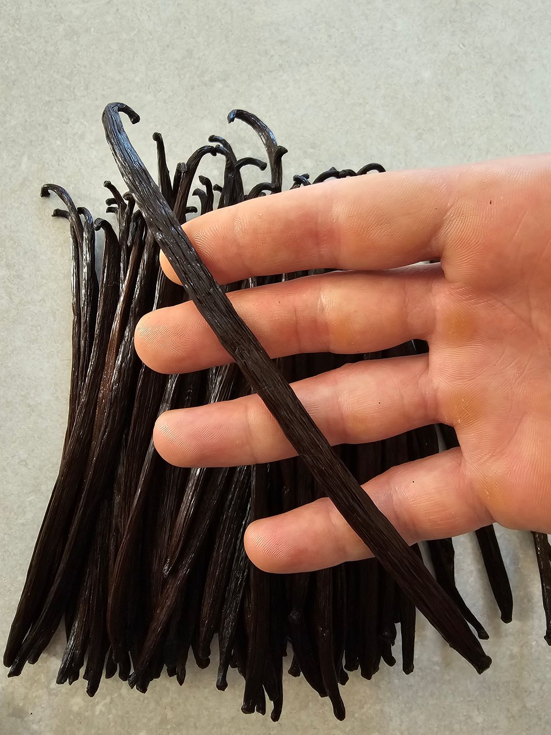 Planifolia Gourmet JAVA