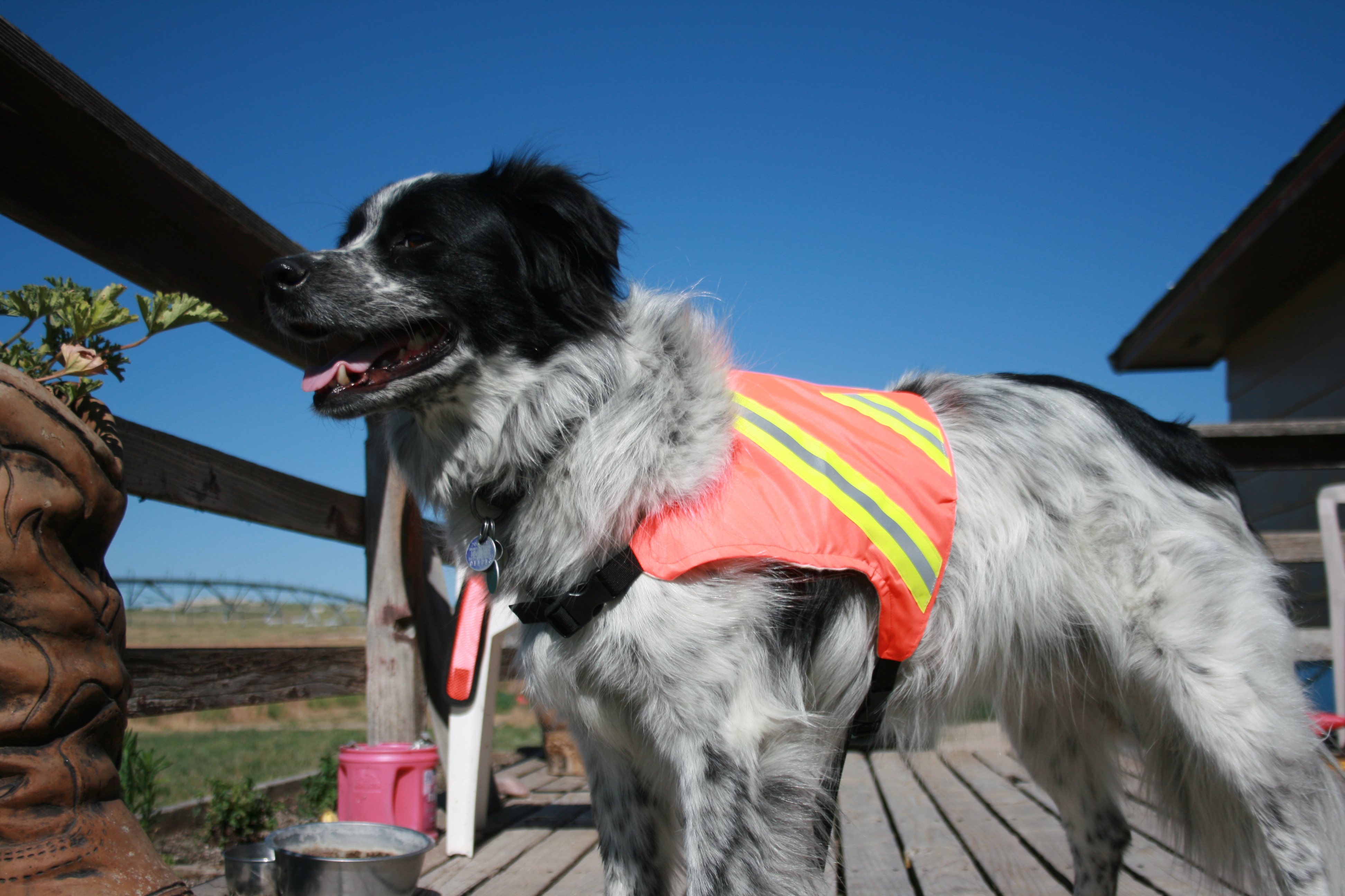 Dog Reflective Vest