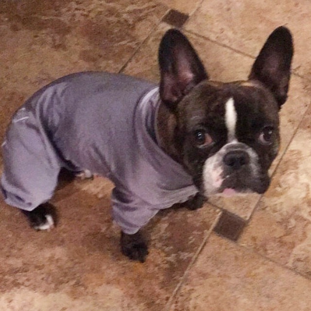 Dog Grooming Suit, Custom 