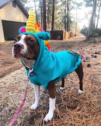 Chilly Dog Wool Sweater Unicorn