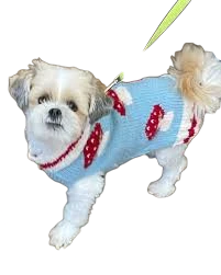 Chilly Dog Wool Sweater Mushrooms