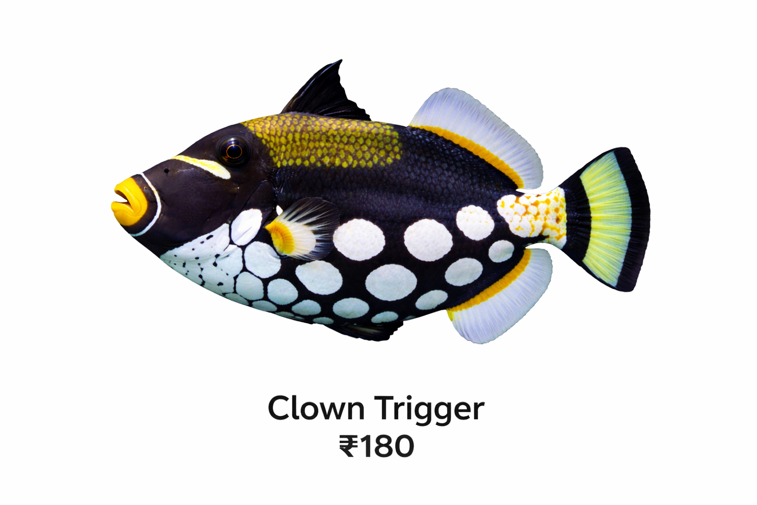 Clown Triggerfish