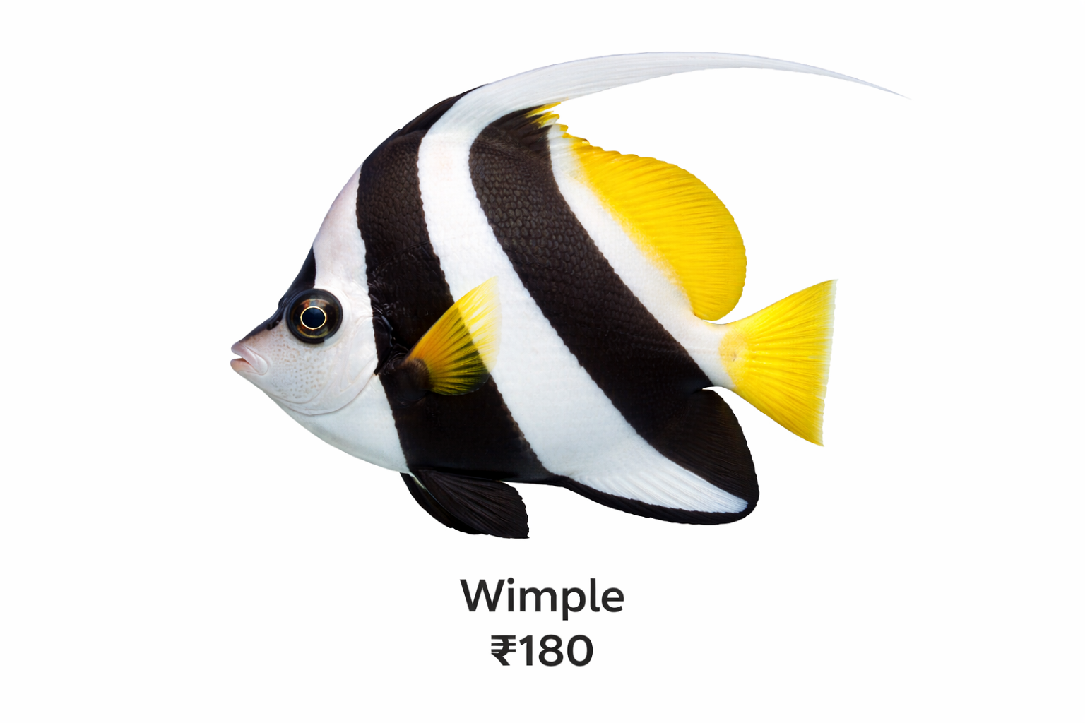 Wimple Fish