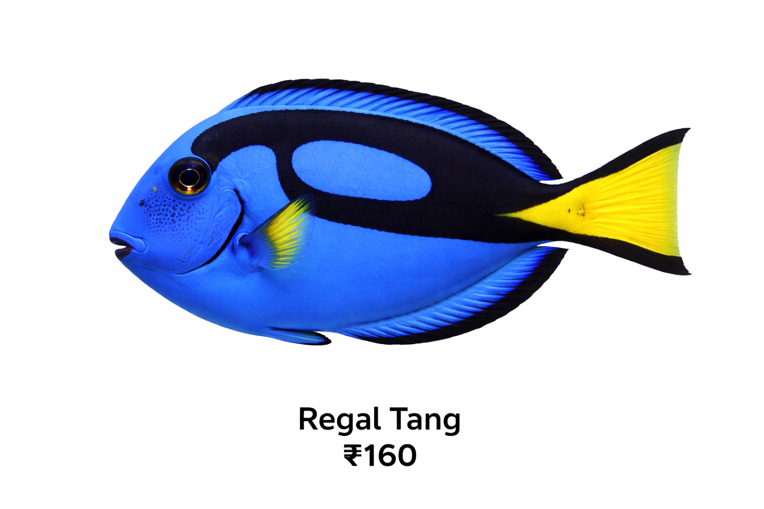 Regal Tang